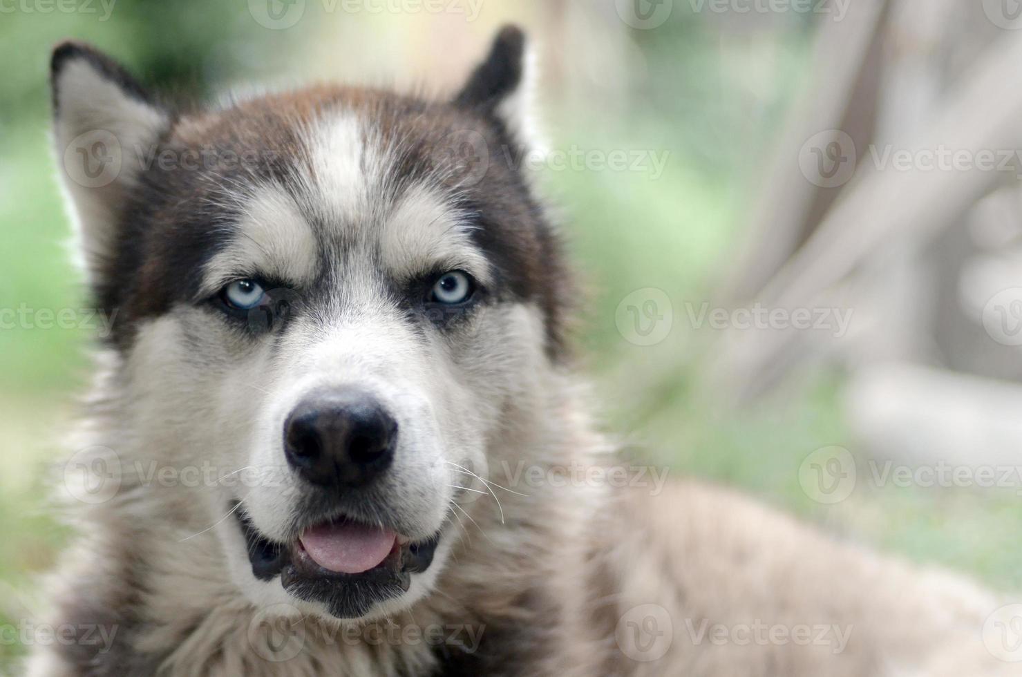 Arctic Malamute with blue eyes muzzle portrait close up. This is a fairly large dog native type photo