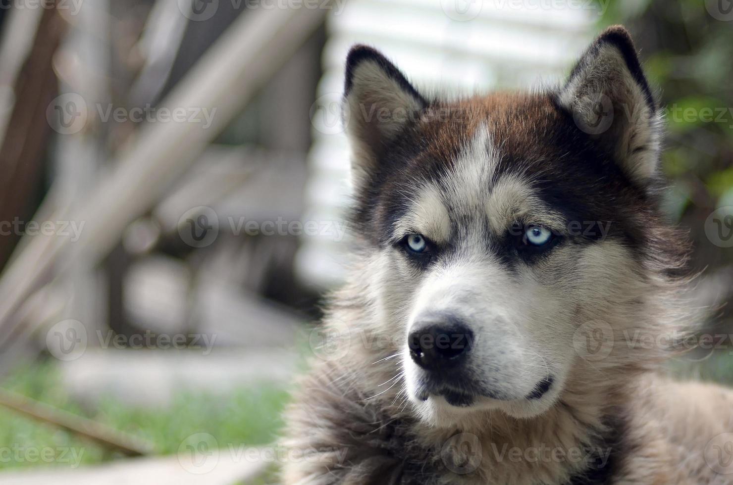 Arctic Malamute with blue eyes muzzle portrait close up. This is a fairly large dog native type photo