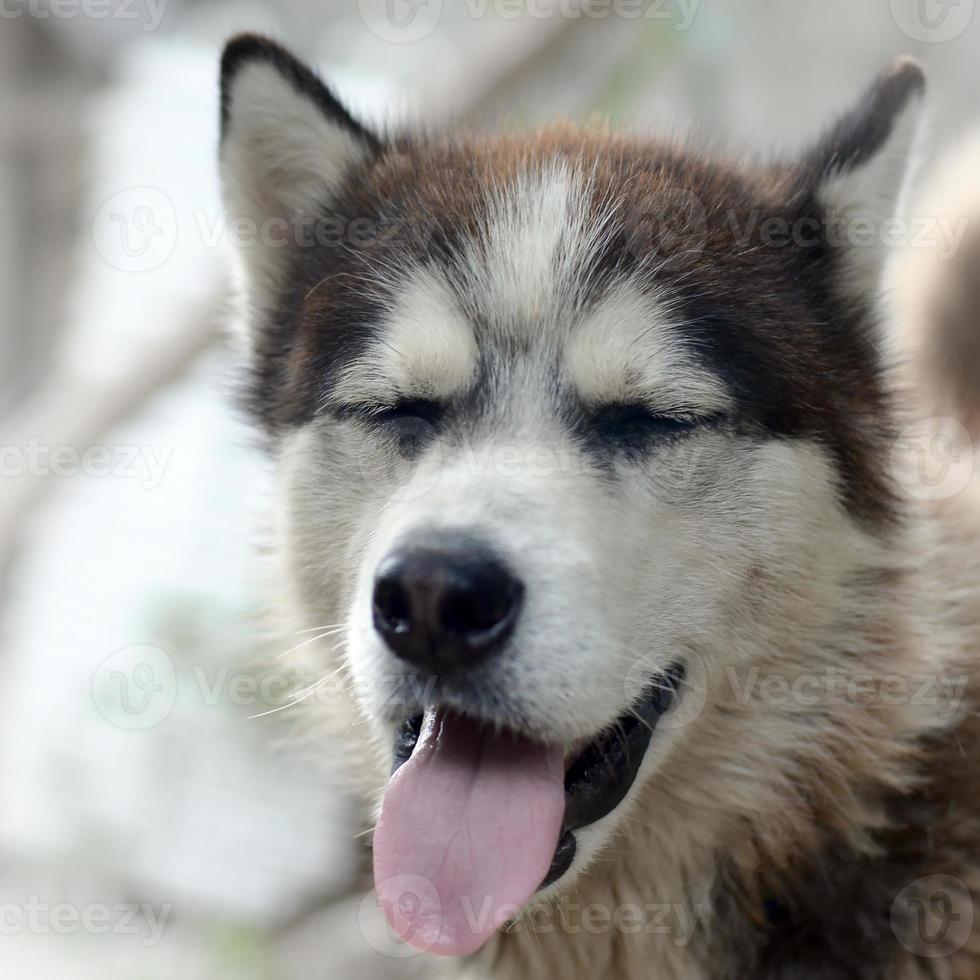 perro husky soñoliento bostezos divertidos con la boca abierta y la lengua larga foto