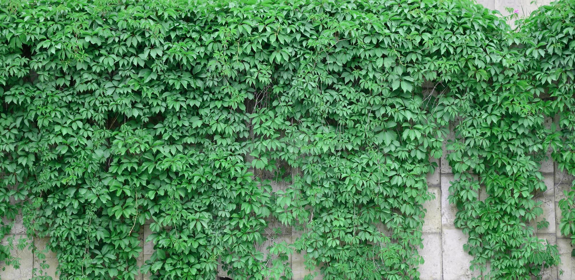 Green ivy grows along the beige wall of painted tiles. Texture of dense thickets of wild ivy photo