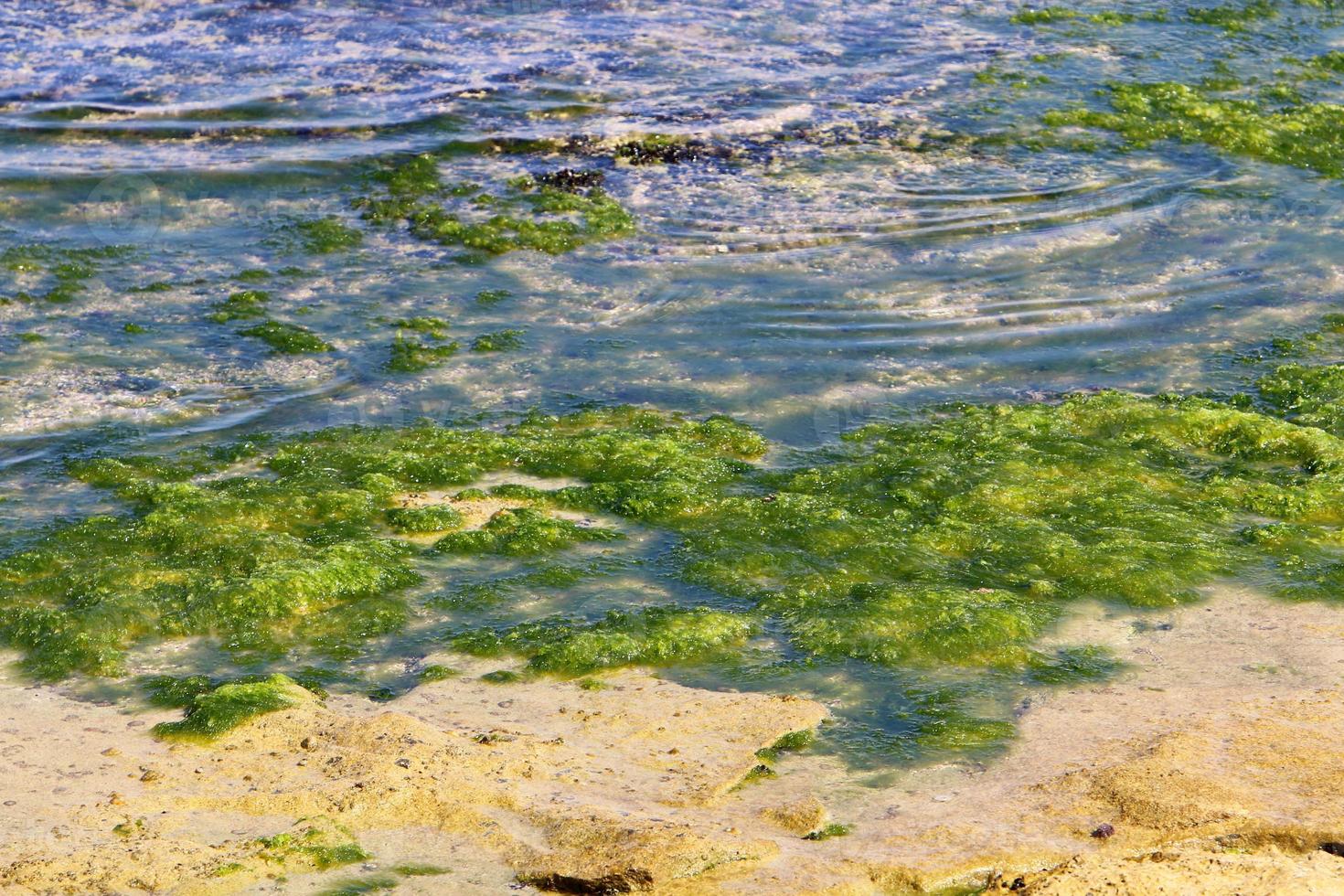 Green algae on the rocks on the Mediterranean coast. photo