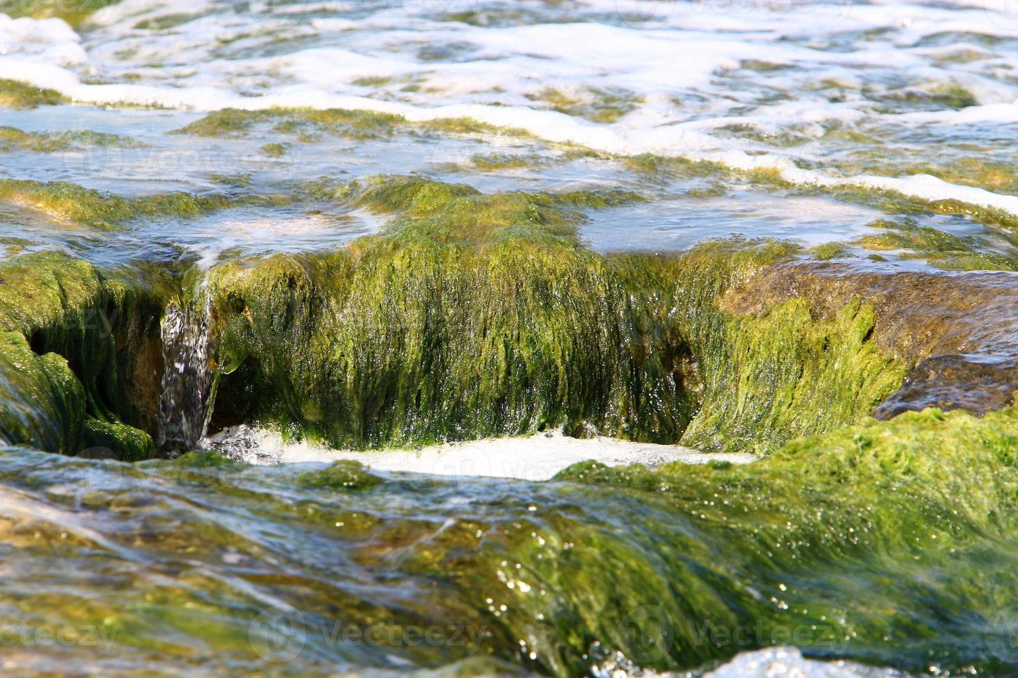 Green algae on the rocks on the Mediterranean coast. photo
