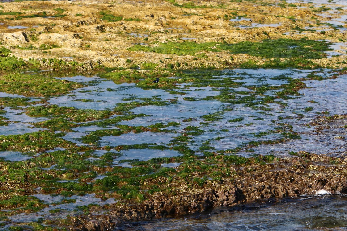 Green algae on the rocks on the Mediterranean coast. photo