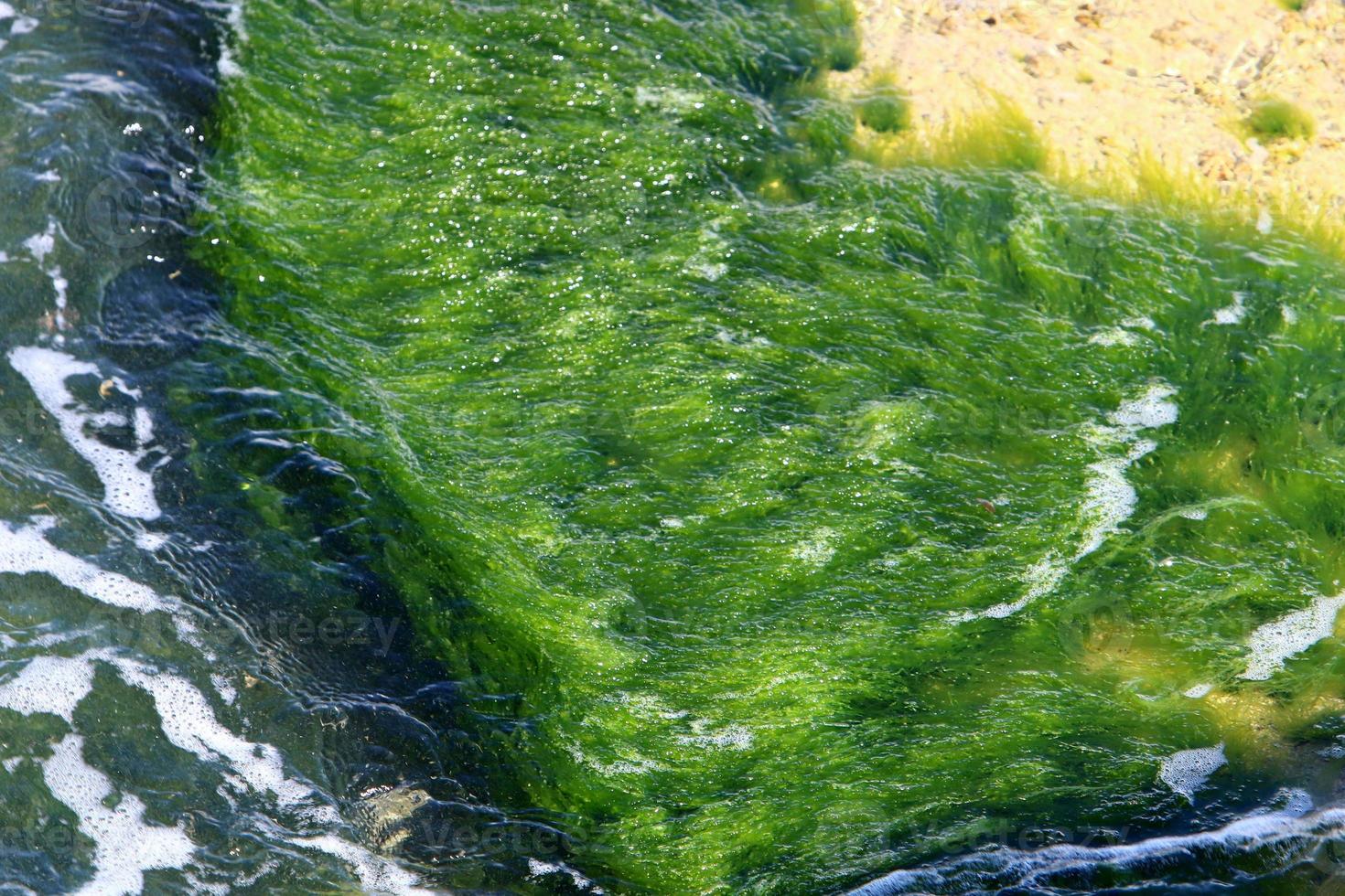 Green algae on the rocks on the Mediterranean coast. photo
