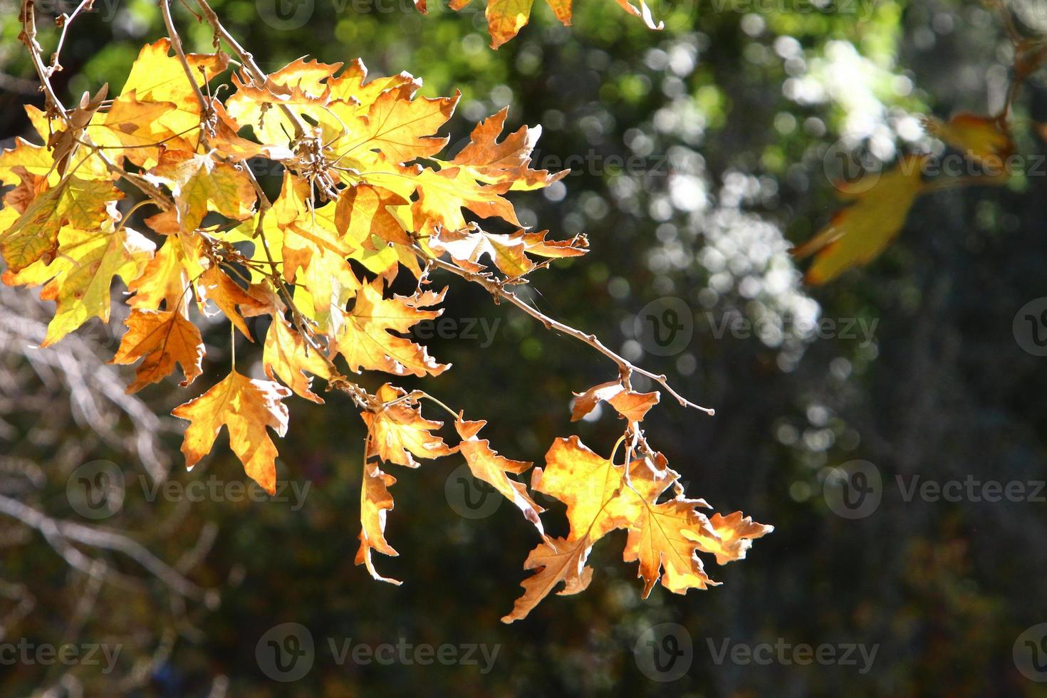 Tall sycamore tree in a city park in Israel. 14932423 Stock Photo at