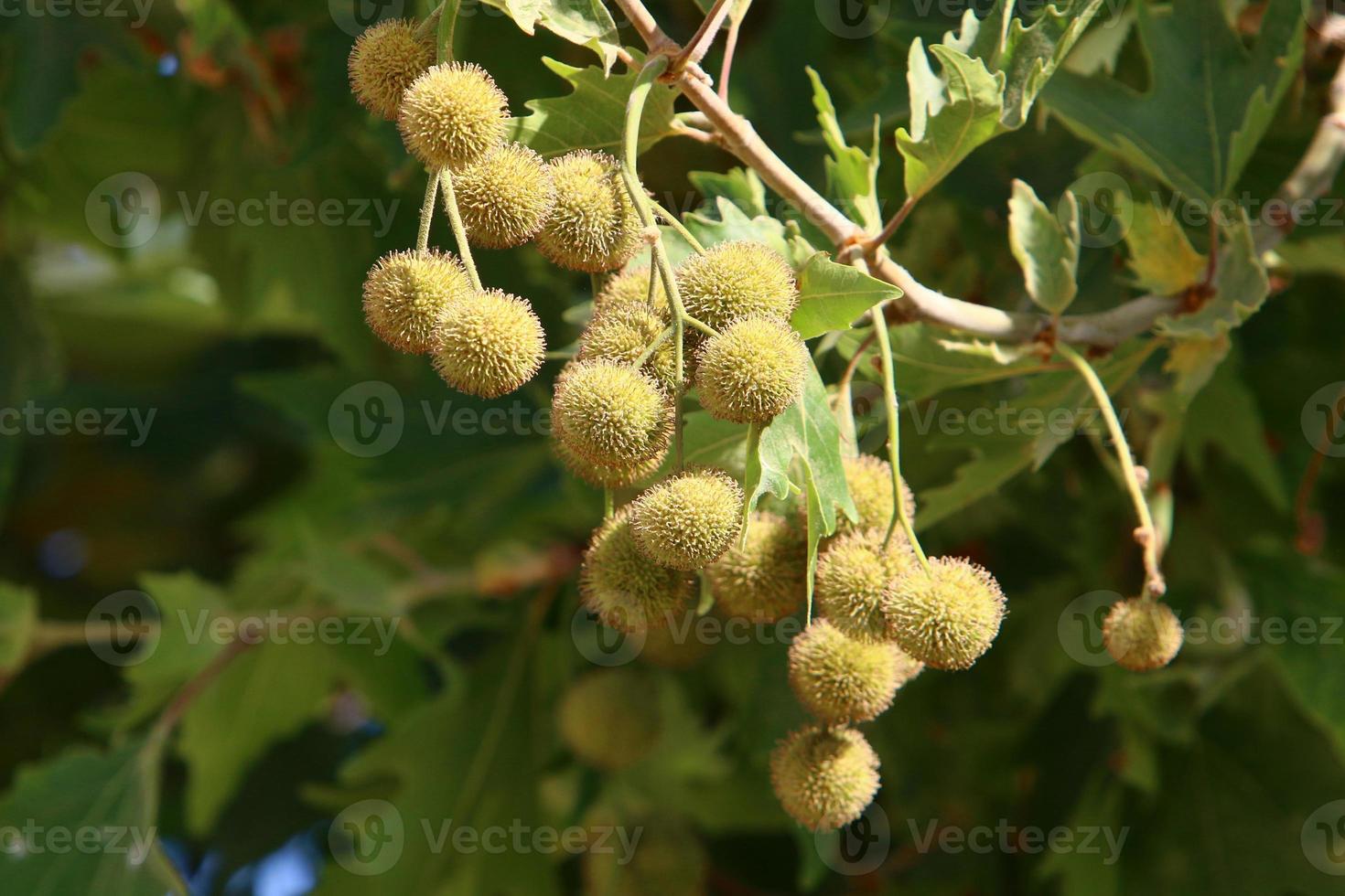 Tall sycamore tree in a city park in Israel. 14932426 Stock Photo at