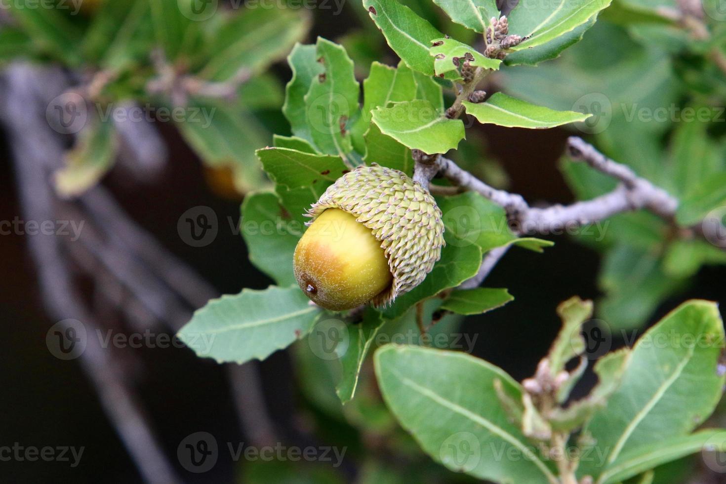 Acorns ripen on an oak tree in a city park. photo