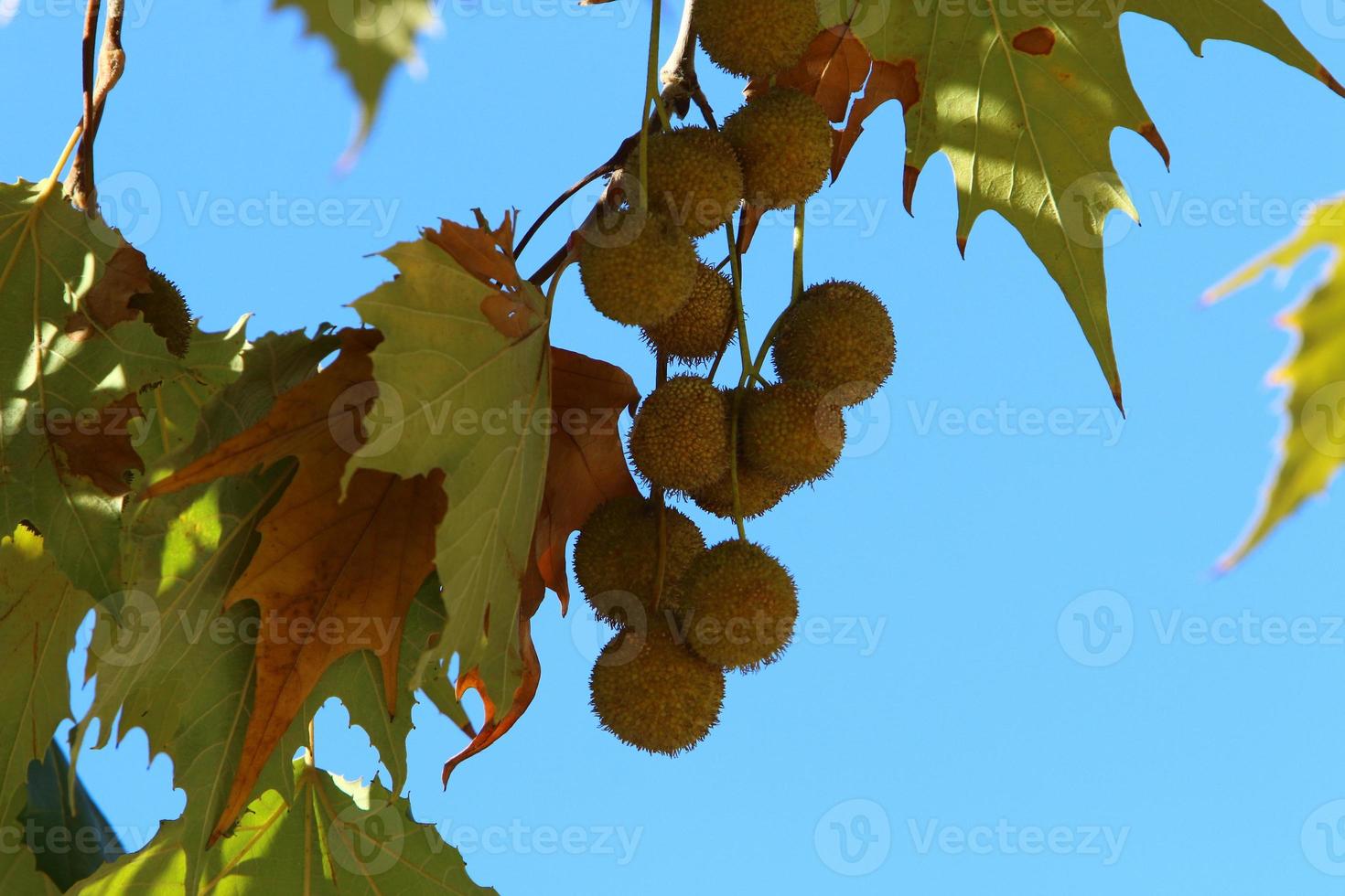 Tall sycamore tree in a city park in Israel. 14932433 Stock Photo at