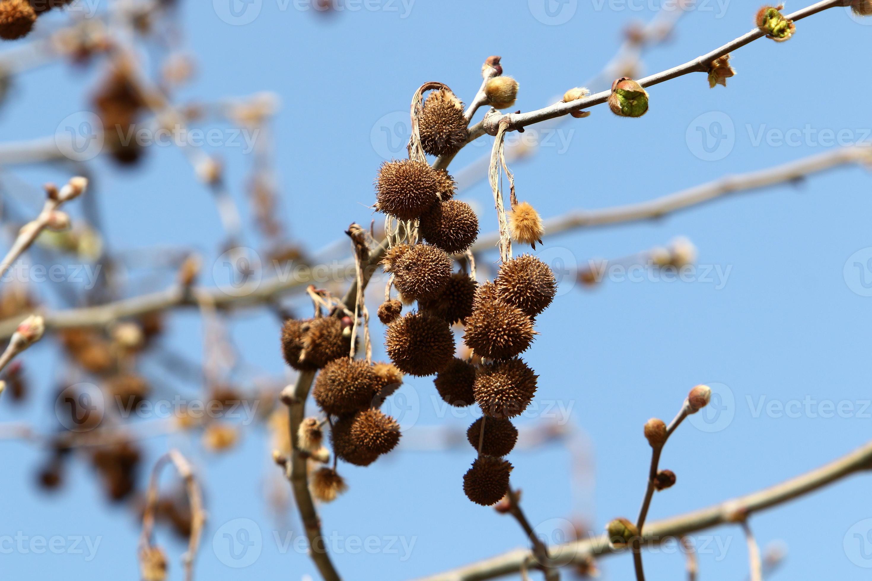 Tall sycamore tree in a city park in Israel. 14932438 Stock Photo at