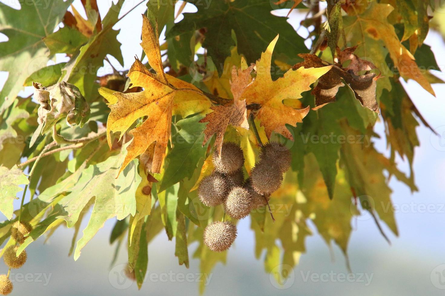 Tall sycamore tree in a city park in Israel. 14932440 Stock Photo at
