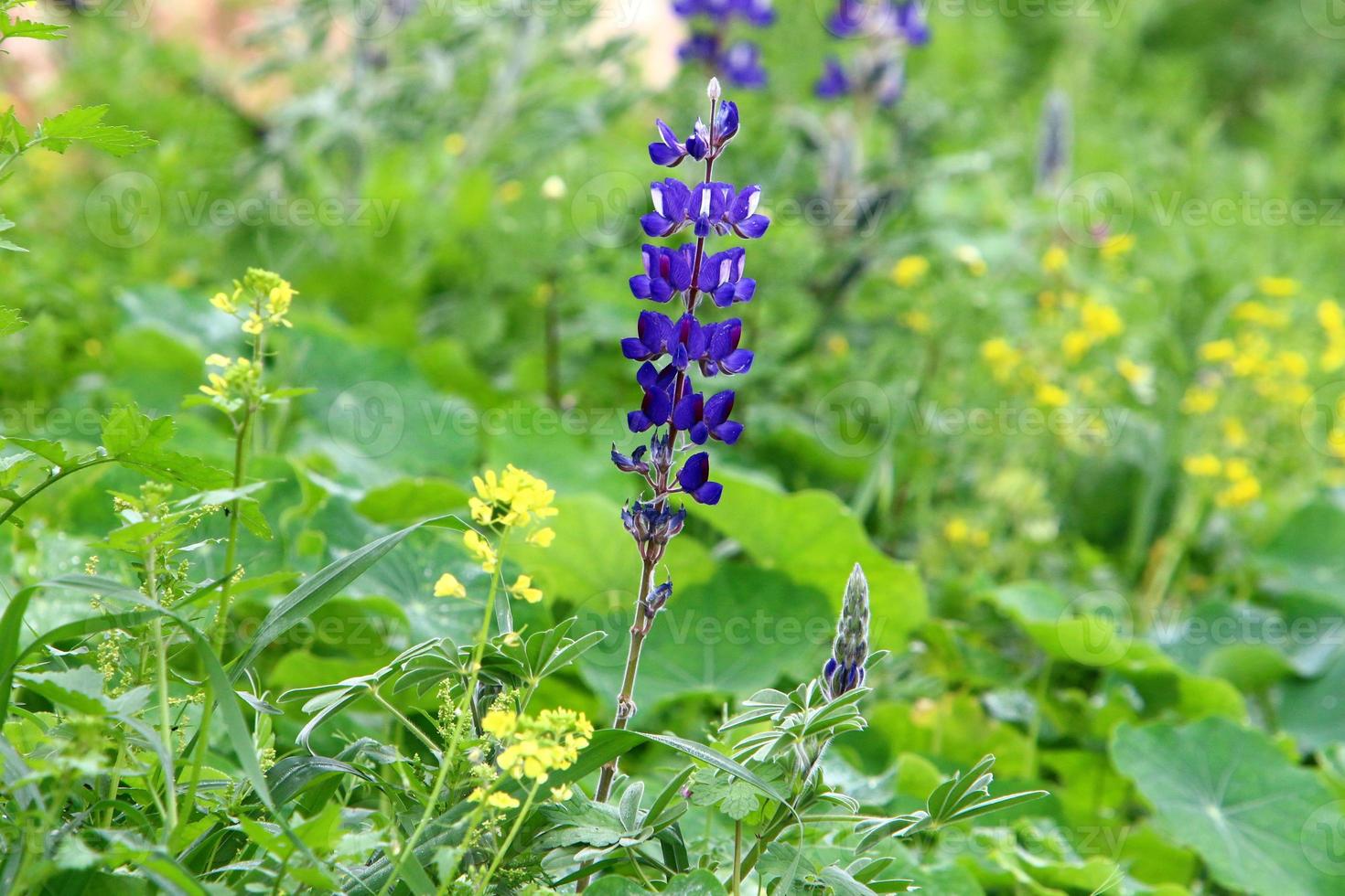 Lupine blooms in a forest clearing. photo