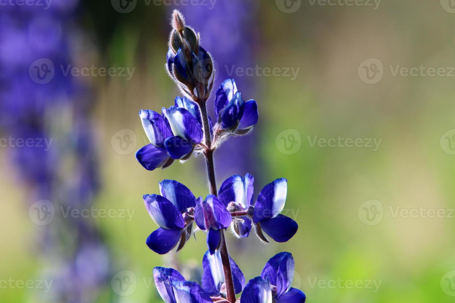 Lupine blooms in a forest clearing. photo
