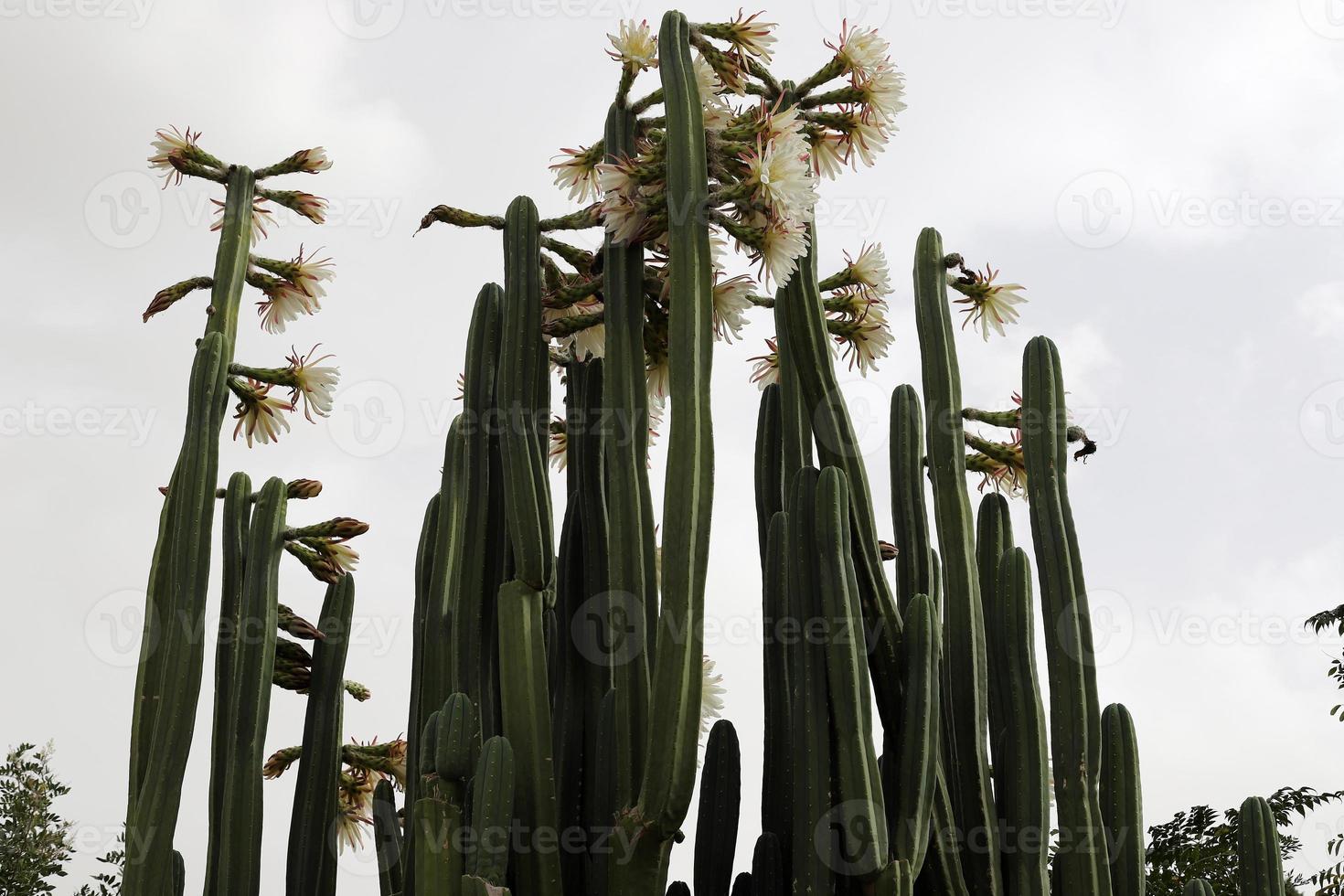 un cactus grande y espinoso crece en un parque de la ciudad. foto