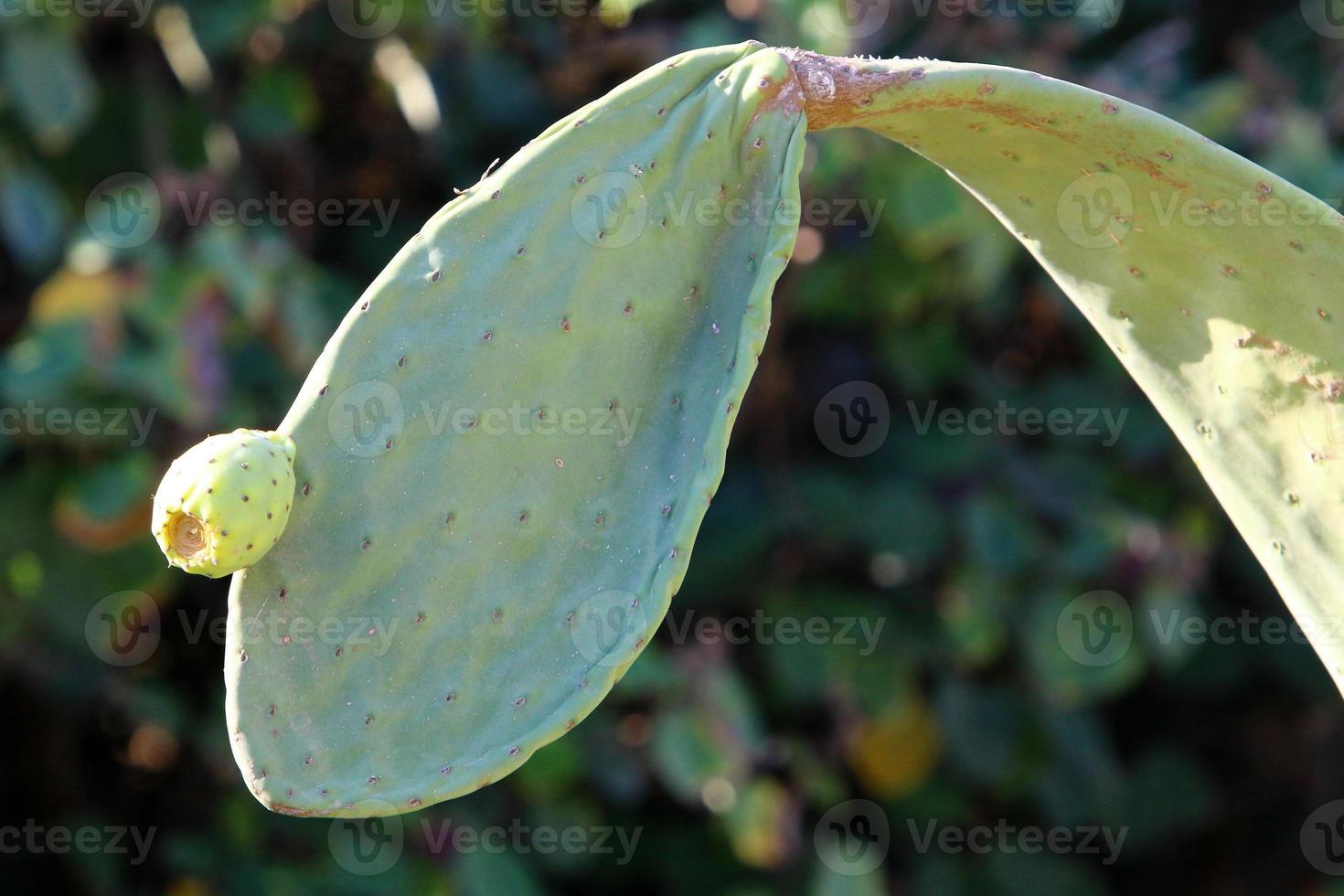 A large and prickly cactus grows in a city park. photo