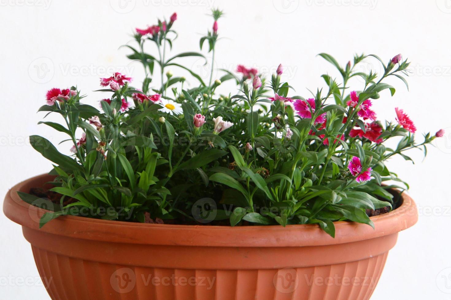 las plantas verdes crecen en una maceta. foto