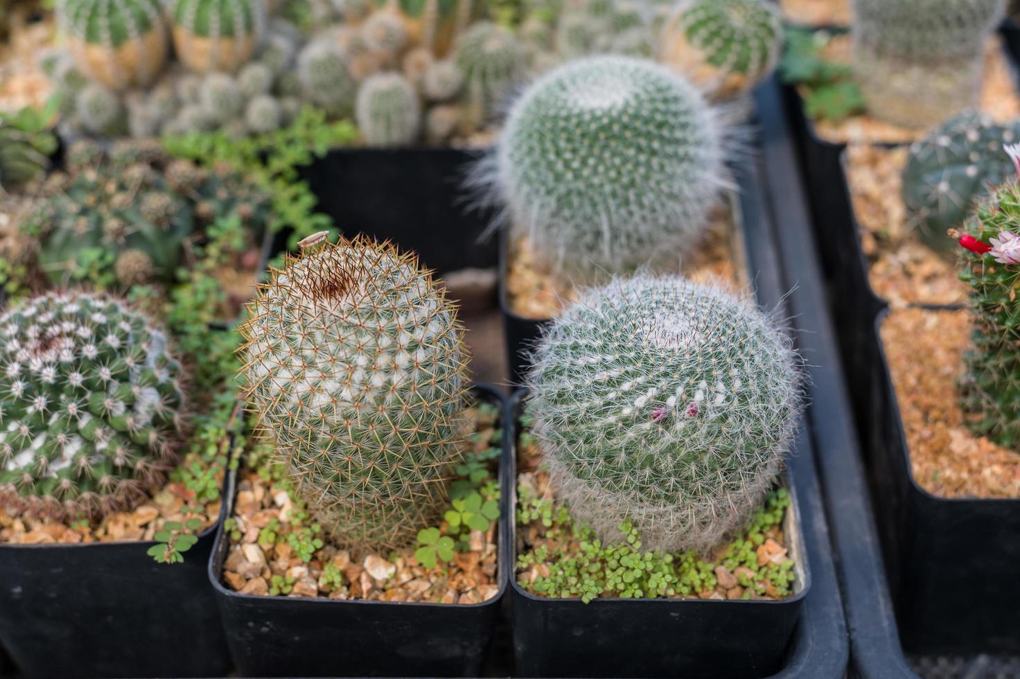 Maceta de cactus en el jardín de plantas de vivero de la granja de cactus  natural, pequeños cactus frescos que crecen en una maceta de flores en el  interior