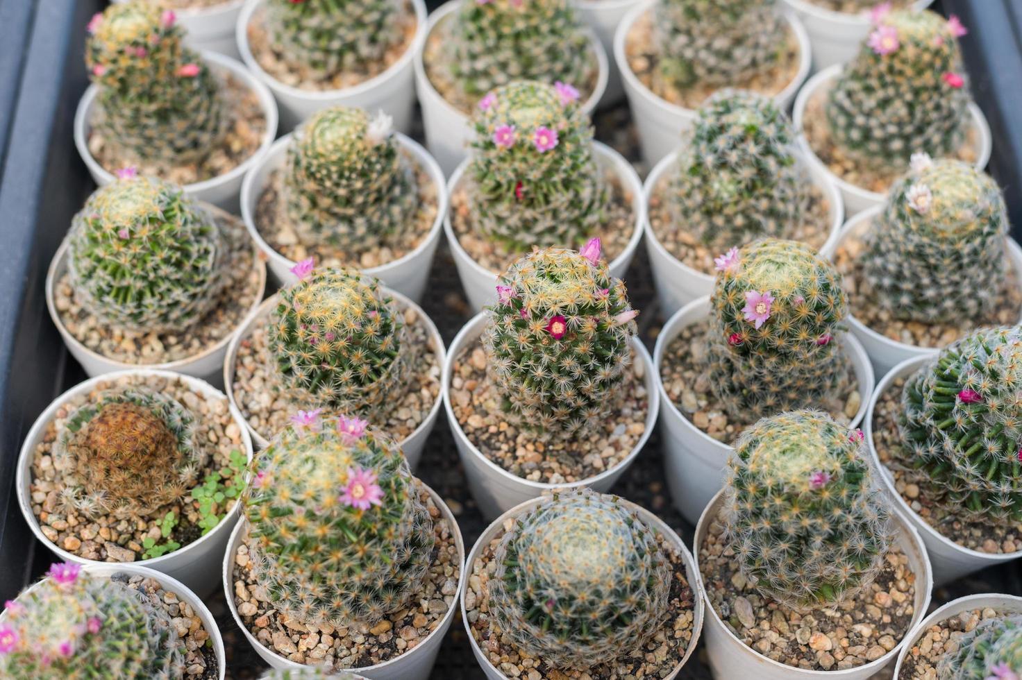 maceta de cactus en miniatura decorada en el jardín, varios tipos hermoso mercado de cactus o granja de cactus foto
