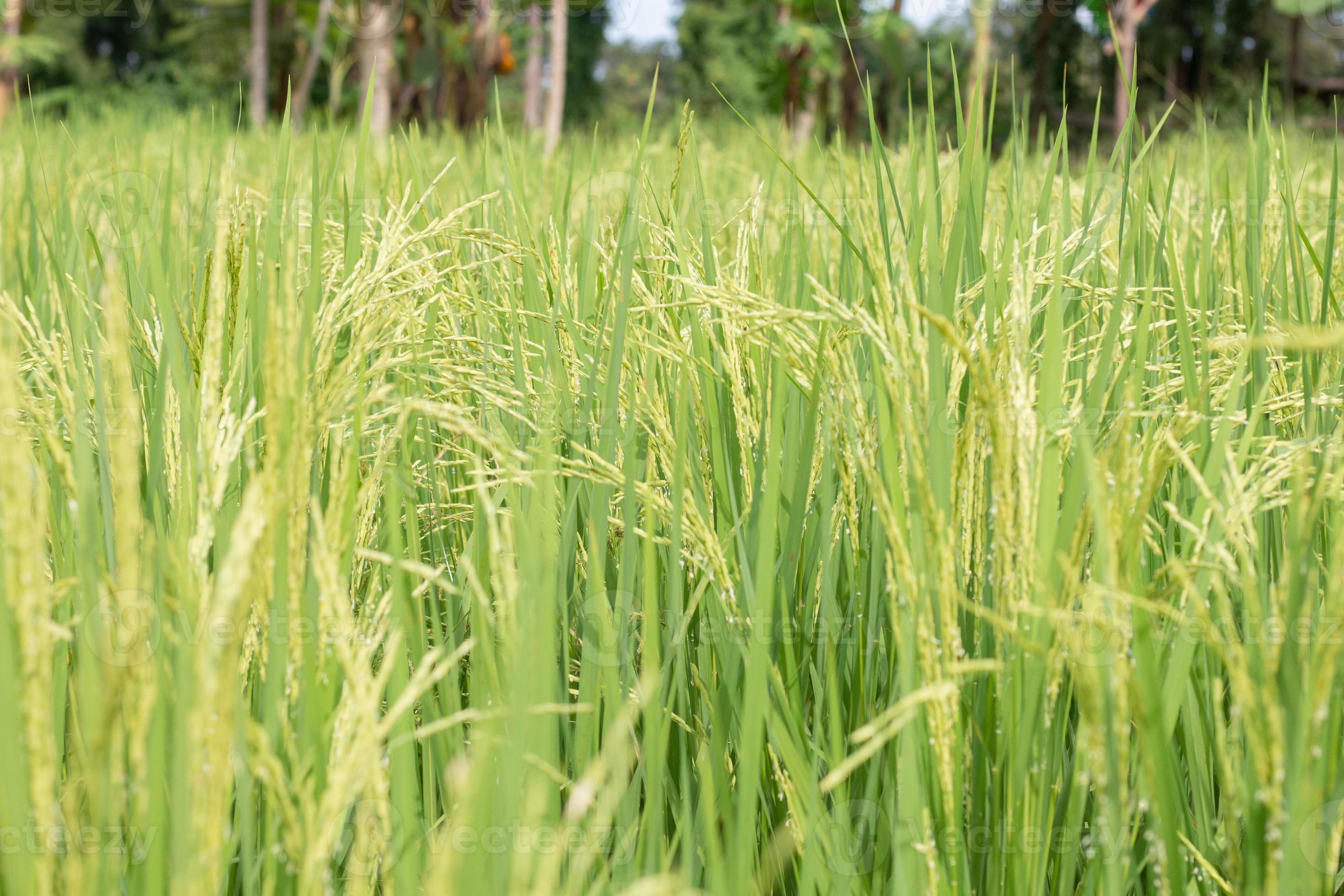 Rice field and sky, close up golden spike of rice near harvest 14933946