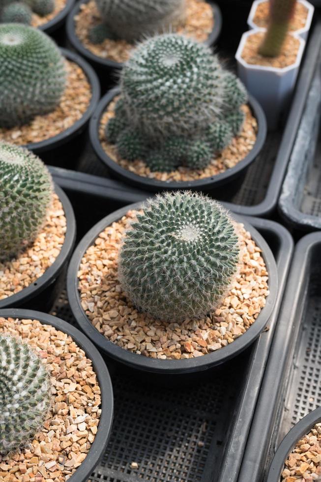 Beautiful close-up cactus in the garden. Various types of beauty cactus markets or cactus farms. Green house plants concept. photo