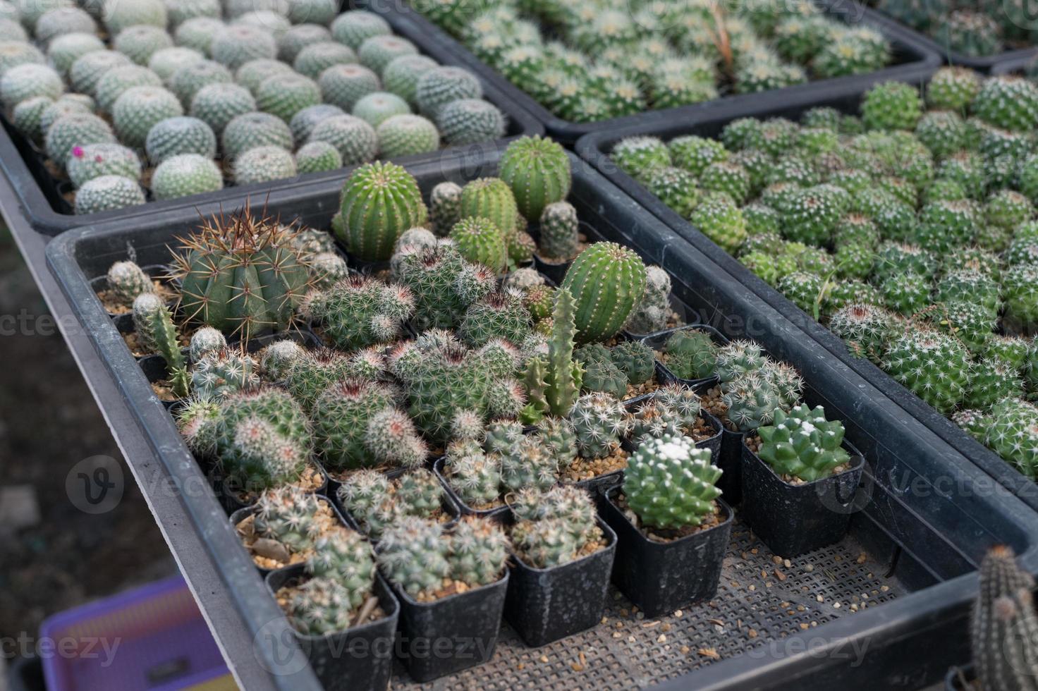 hermoso cactus de primer plano en el jardín. varios tipos de mercados de cactus de belleza o granjas de cactus. concepto de plantas de invernadero. foto