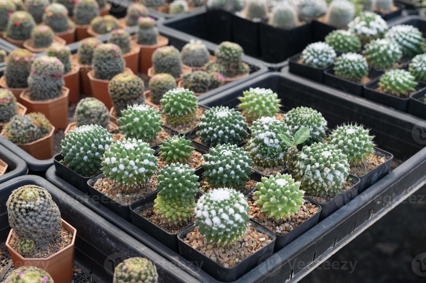 hermoso cactus de primer plano en el jardín. varios tipos de mercados de cactus de belleza o granjas de cactus. concepto de plantas de invernadero. foto