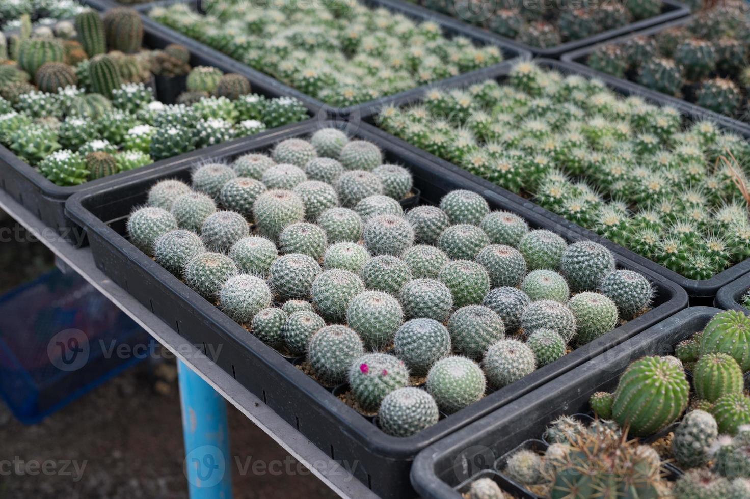 hermoso cactus de primer plano en el jardín. varios tipos de mercados de cactus de belleza o granjas de cactus. concepto de plantas de invernadero. foto