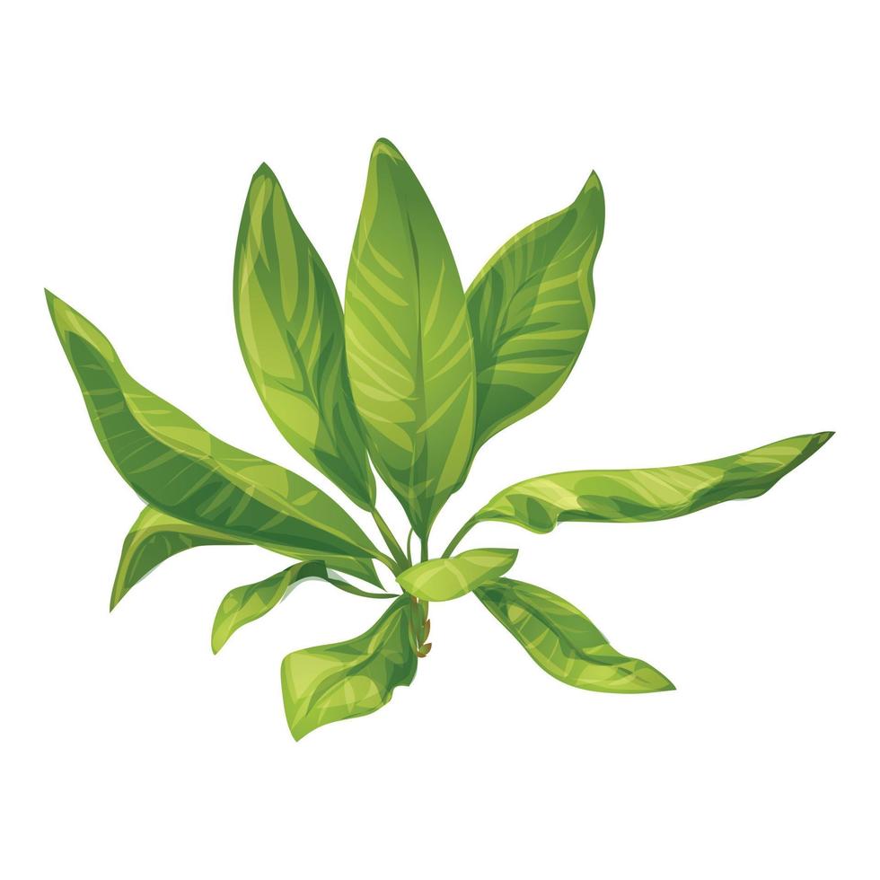 Banana leaves icon cartoon vector. Tropic palm vector