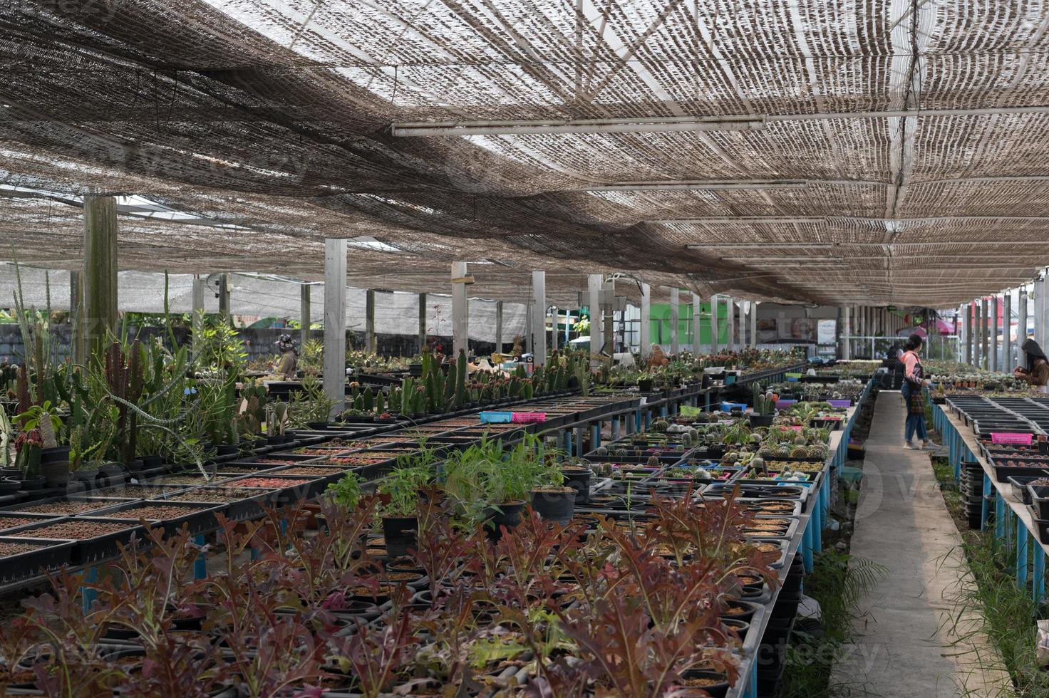 hermoso cactus de primer plano en el jardín. varios tipos de mercados de cactus de belleza o granjas de cactus. concepto de plantas de invernadero. foto