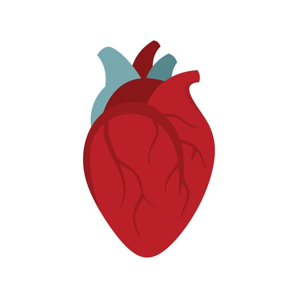 biología humana corazón icono plano aislado vector