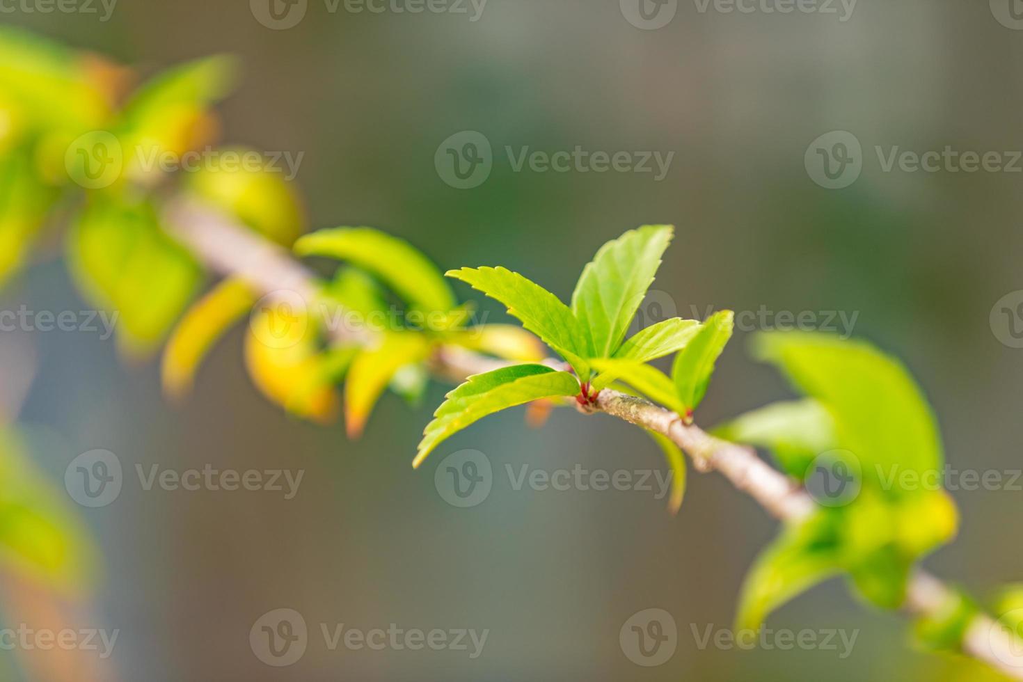 Green nature, nature environment, fresh green leaf on branch, sunny weather, new life concept photo