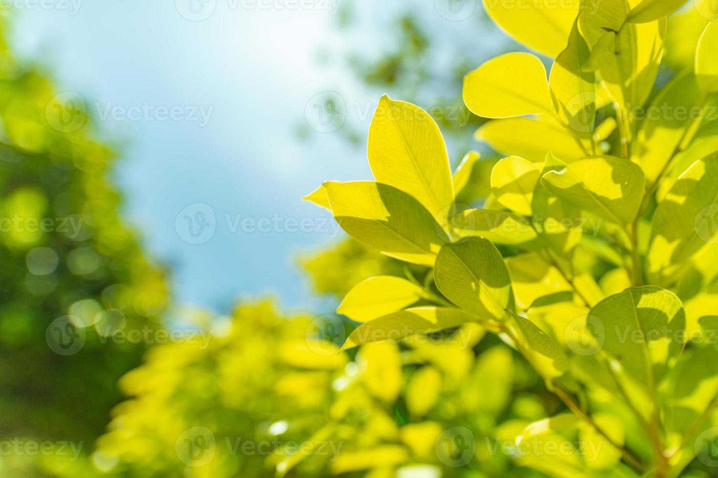 Closeup nature view of green leaf on blurred greenery background in garden with copy space using as background natural green plants landscape, ecology, fresh wallpaper concept. Closeup floral outdoor photo