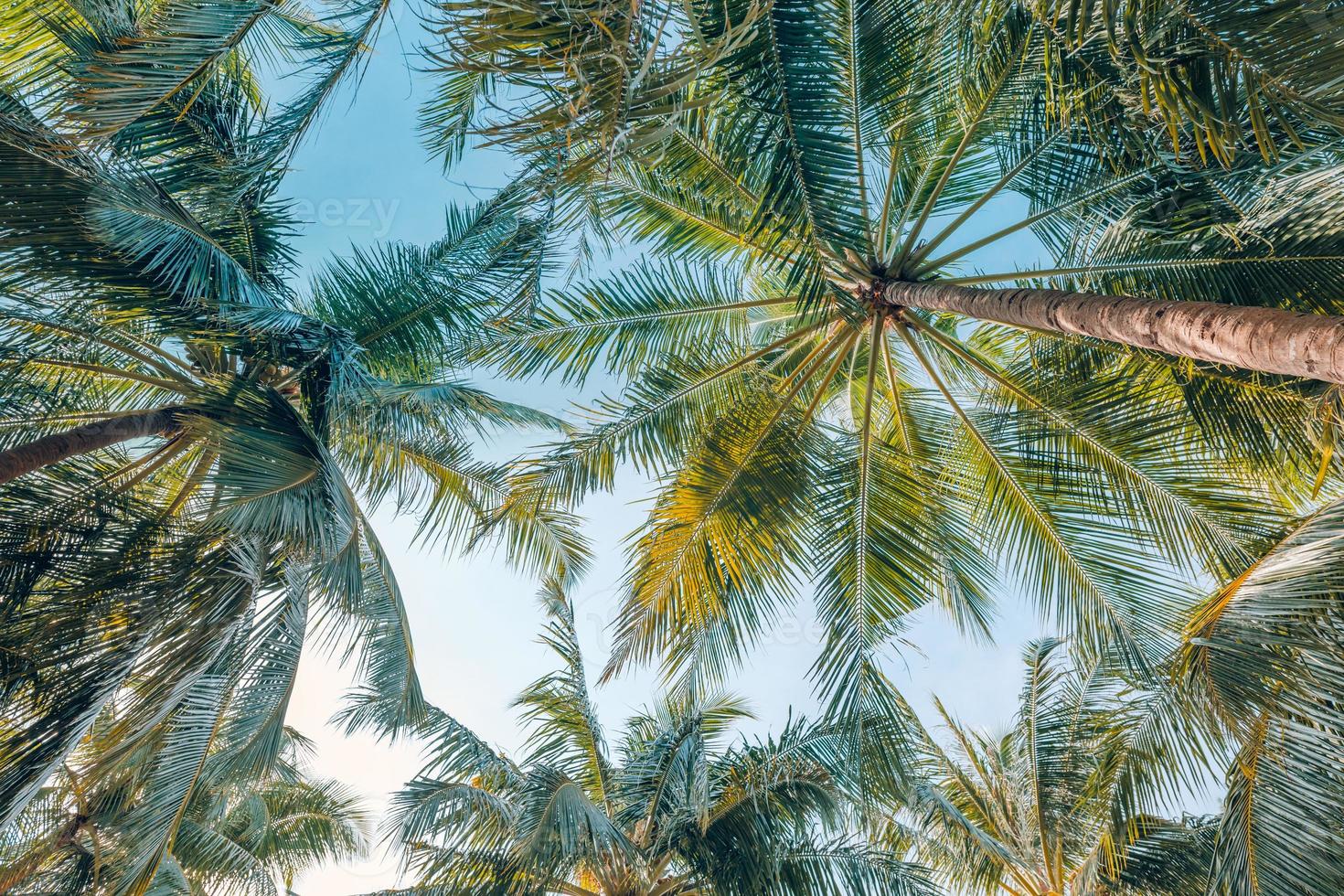 Tropical trees background concept. Beautiful palm trees soft vintage color effect, sunset sky and delicate colors of nature. Beautiful nature landscape photo