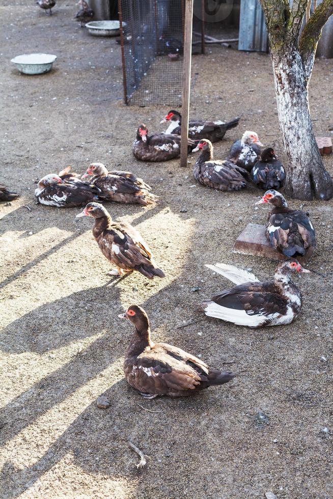 flock of domestic ducks on poultry yard photo