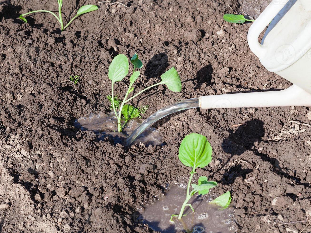 cabbage sprouts watered from watering can photo