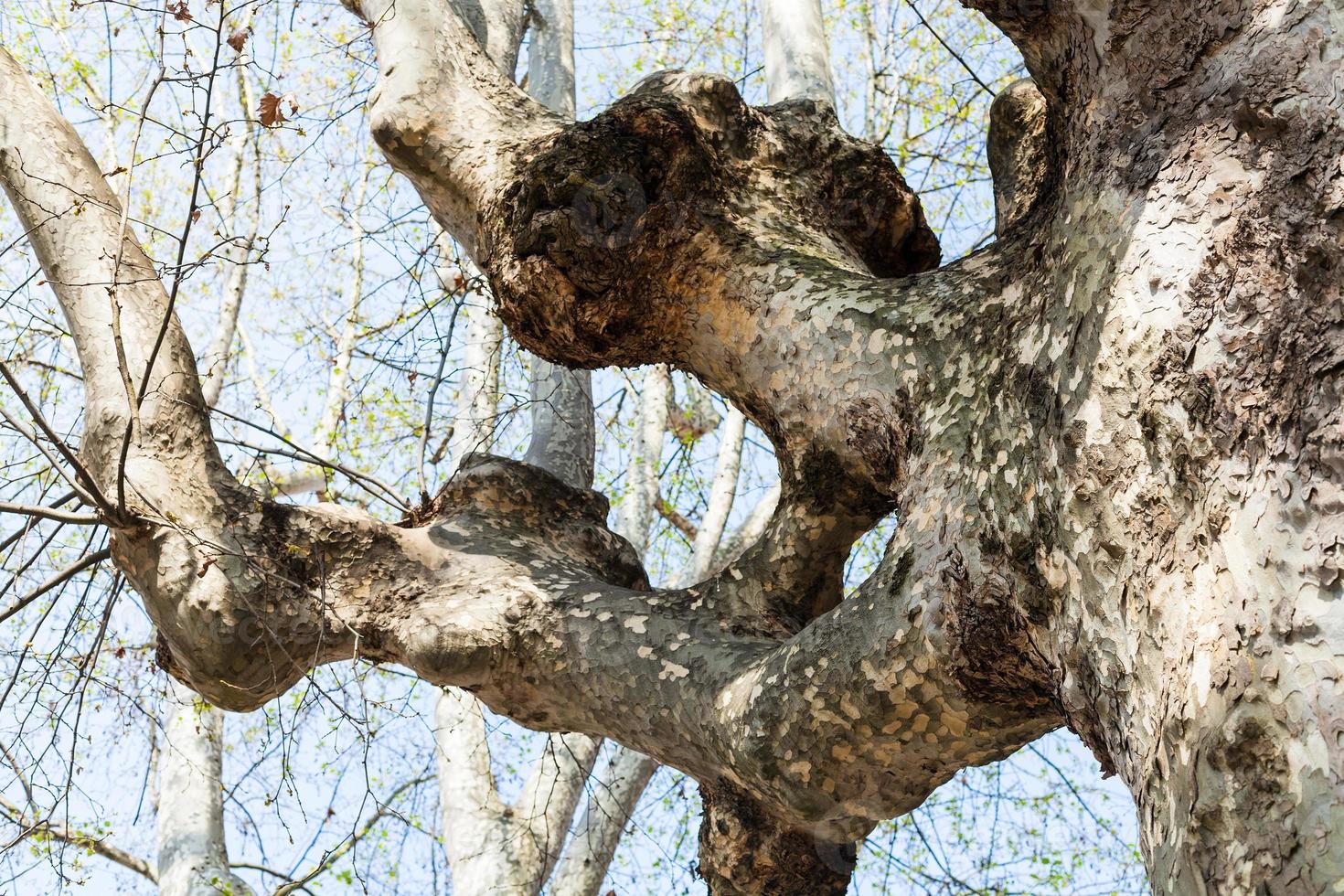 trunk of sycamore tree in Padua city in spring photo