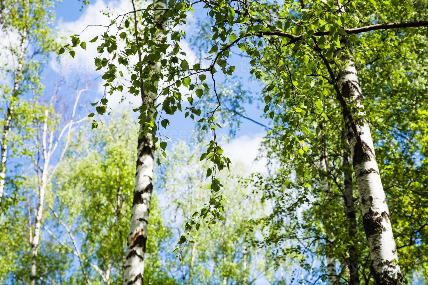 birch trees with green leaves in forest photo