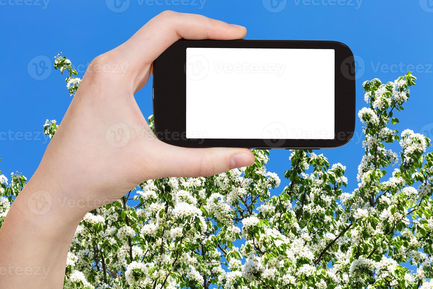 teléfono inteligente y árbol floreciente de primavera y cielo azul foto