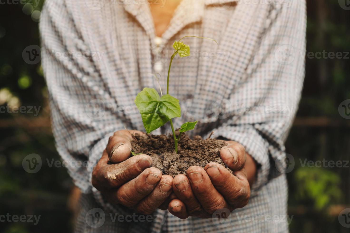 OldMan hands grabbing earth with a plant.The concept of farming and business growth.  in farm photo