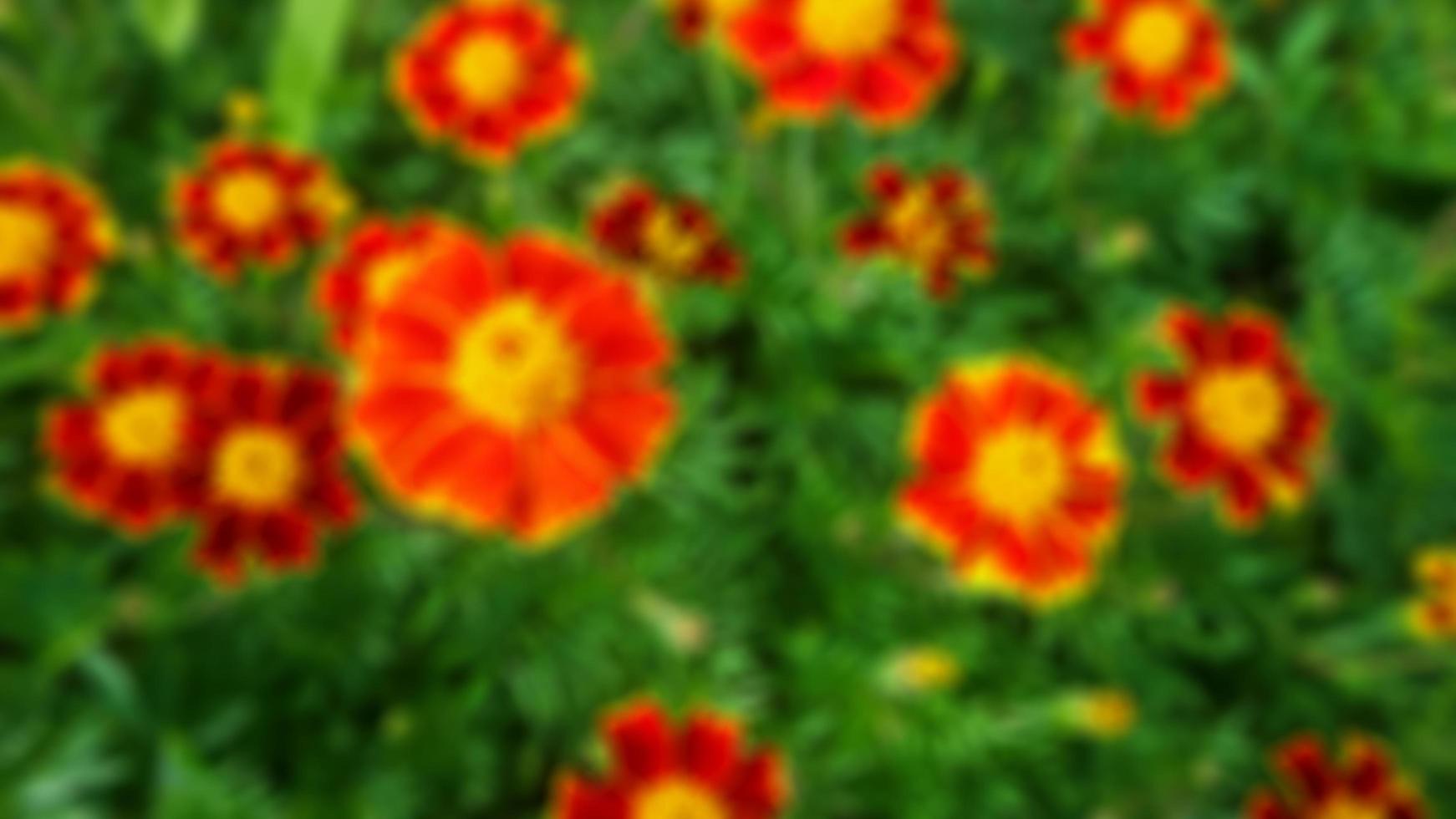 amazing red yellow flowers in the garden photo