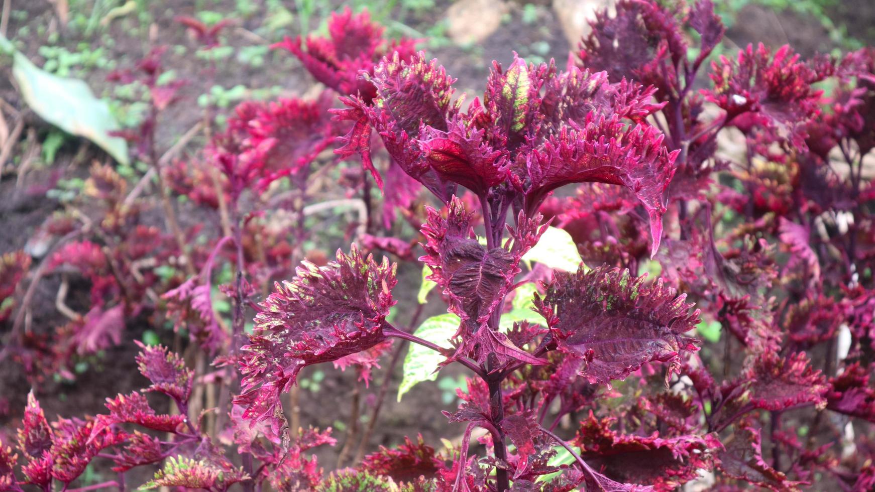 hermosas hojas rojas como fondo 14938557 Foto de stock en Vecteezy