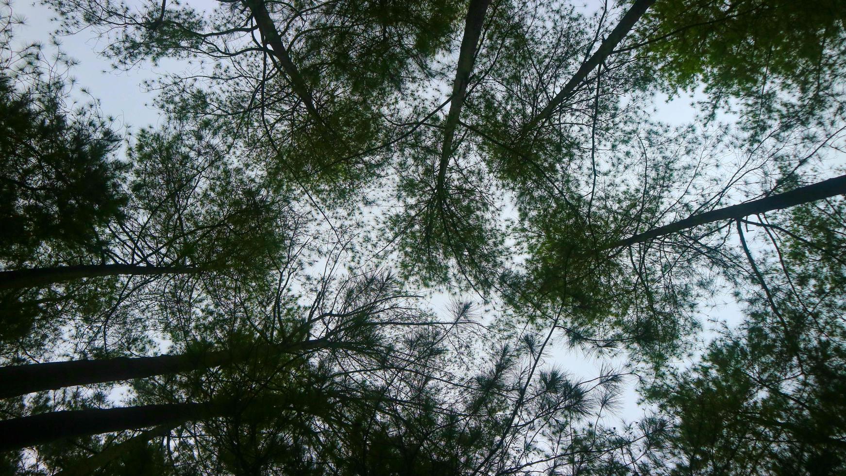 the beautiful pine tree seen from below photo