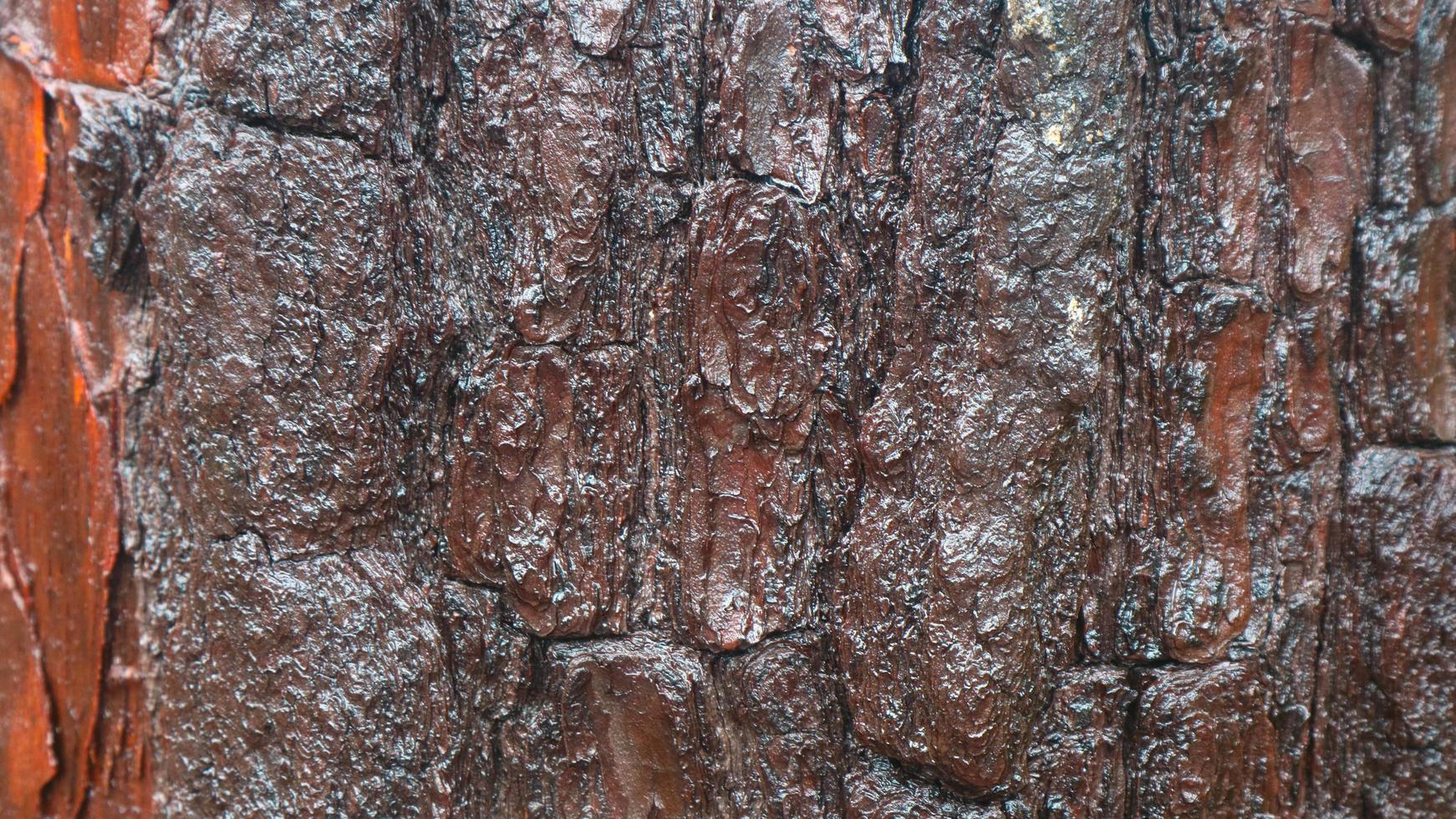 pine tree bark texture as background photo