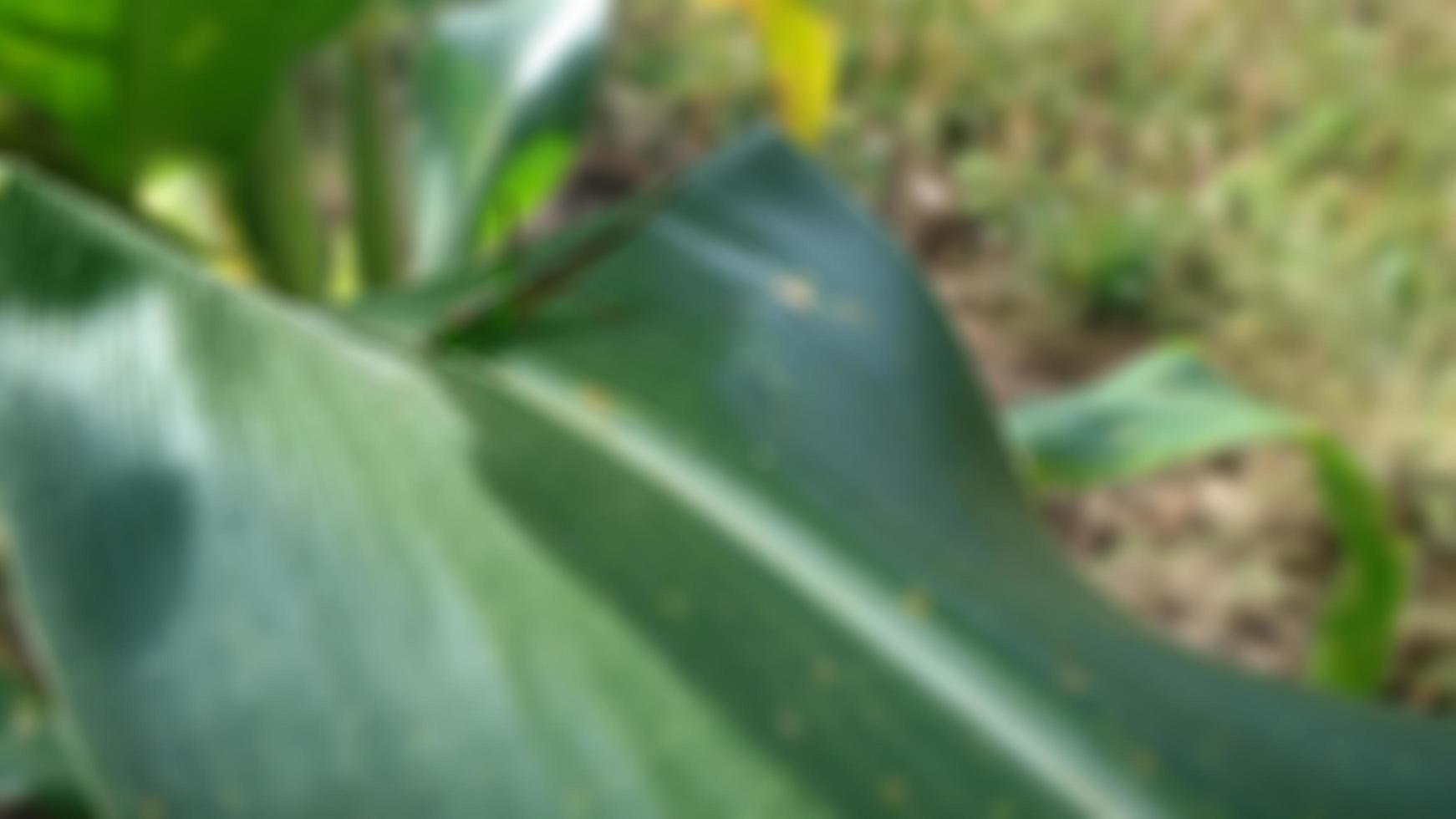 a little grasshopper on a corn leaf photo