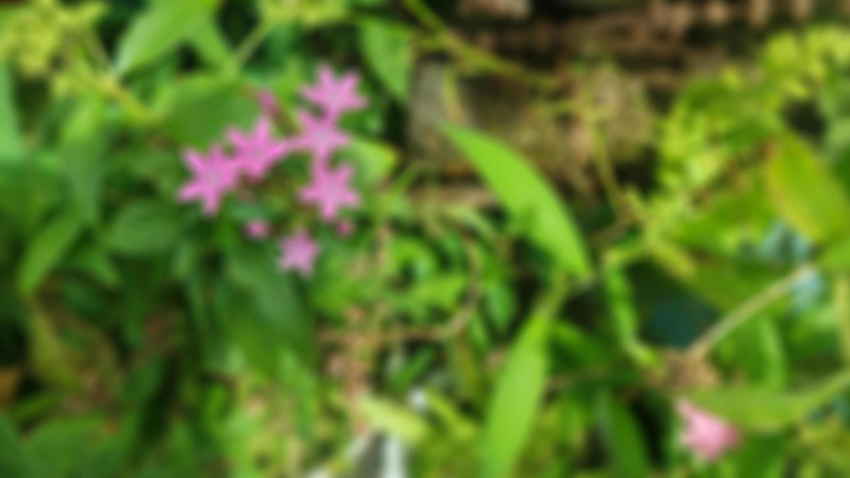 beautiful Pink Jasmine flower with Green leaf photo