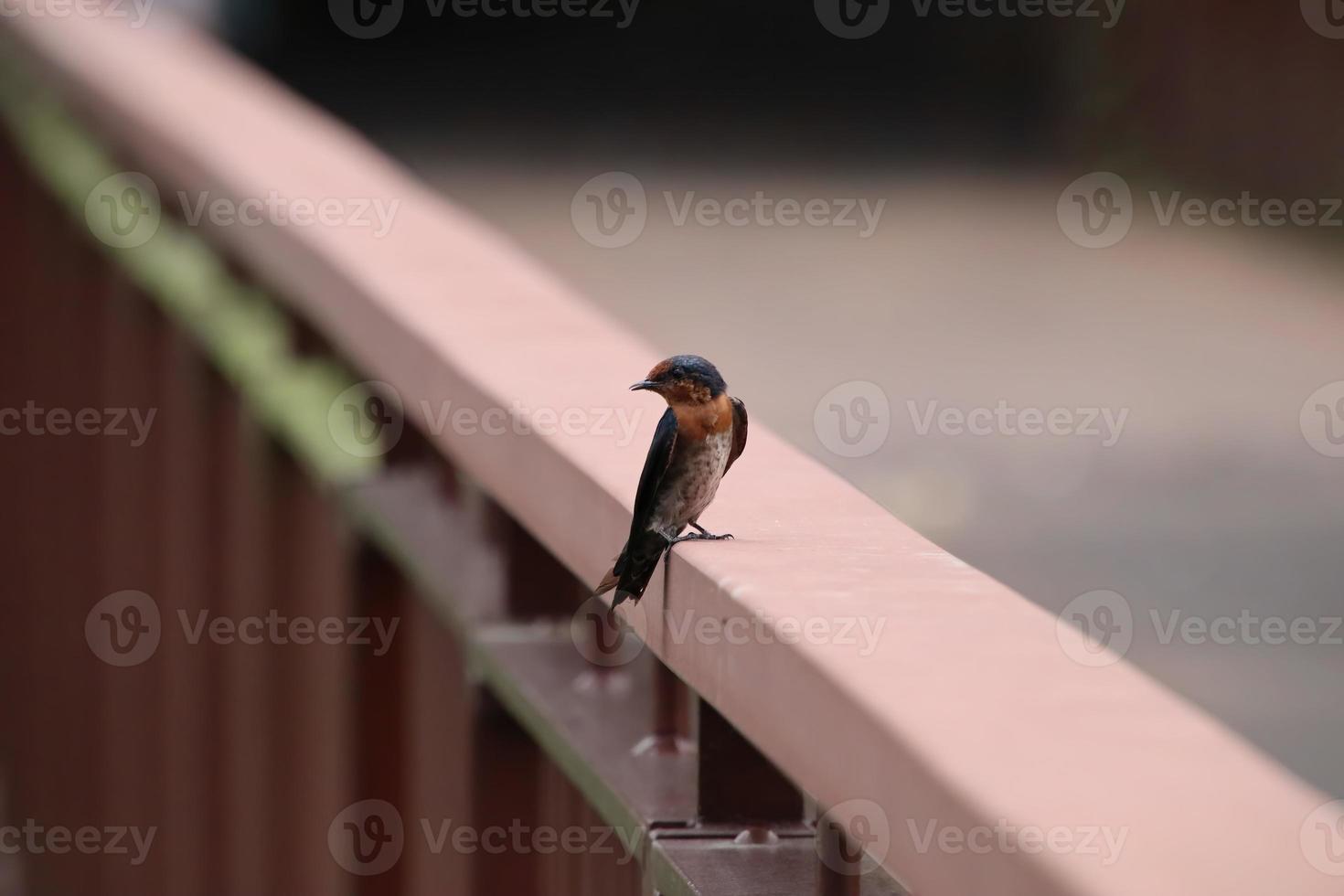 Pacific Swallow on a bridge photo