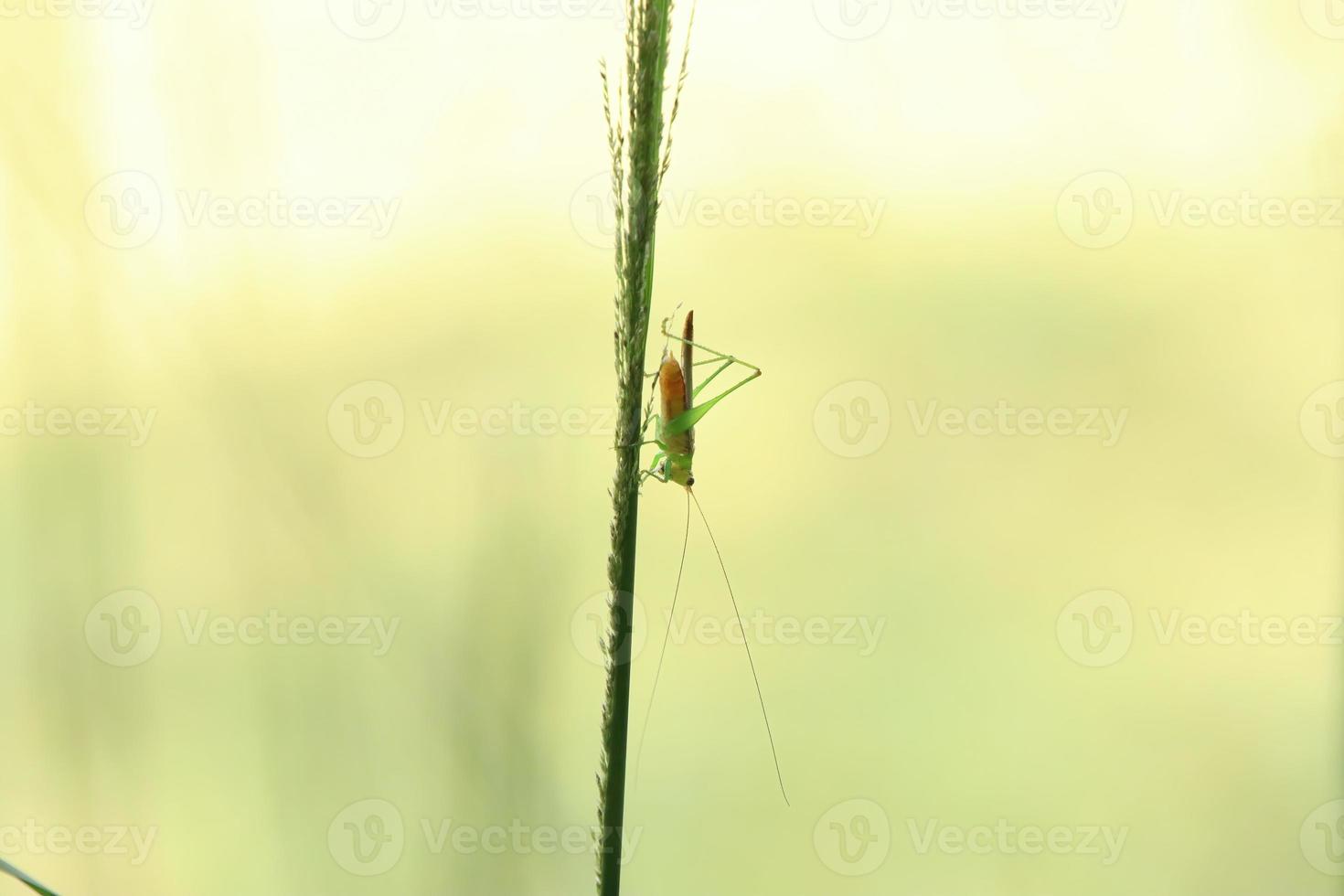 Green grasshopper on a stem photo