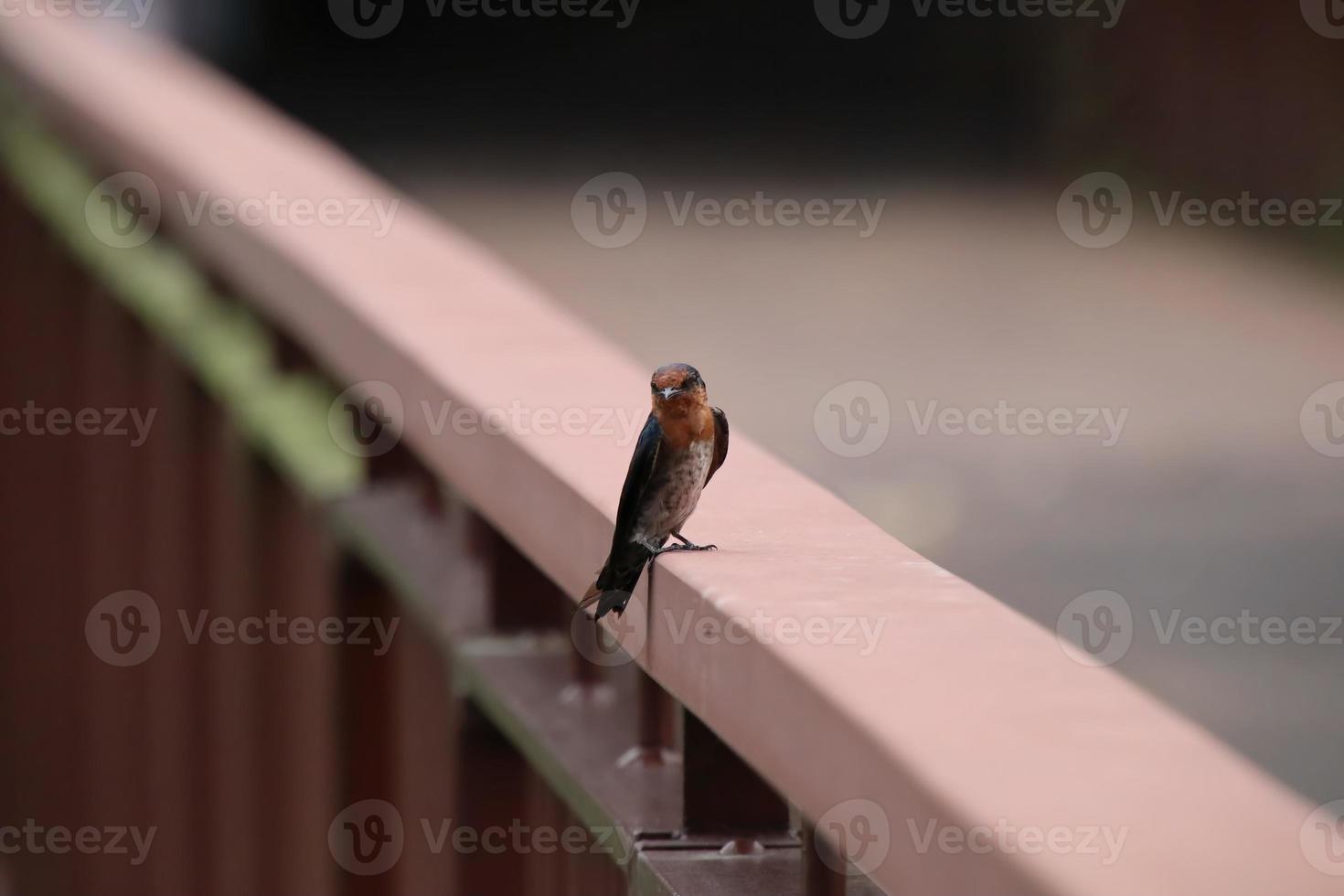 Pacific Swallow on a bridge photo