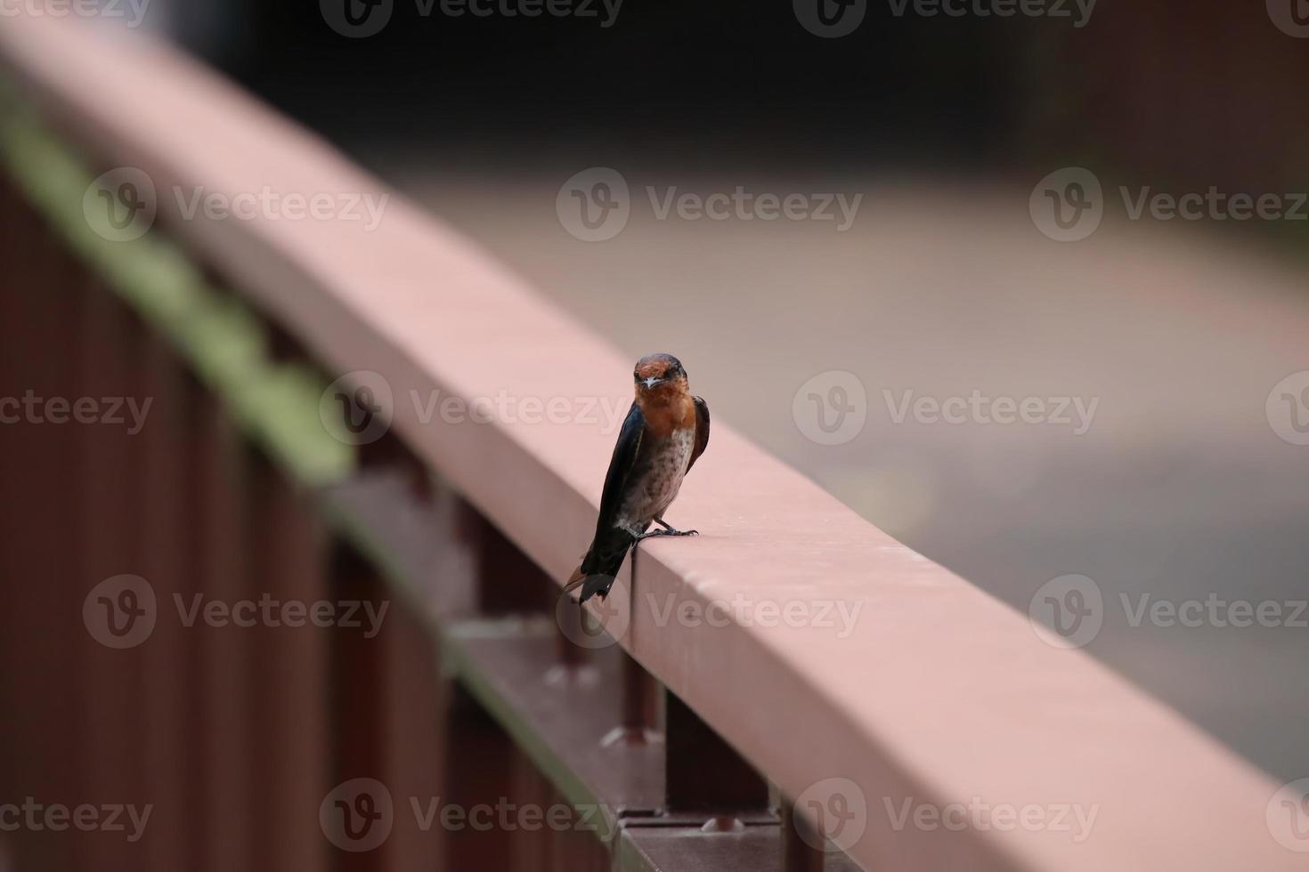 golondrina del pacífico en un puente foto