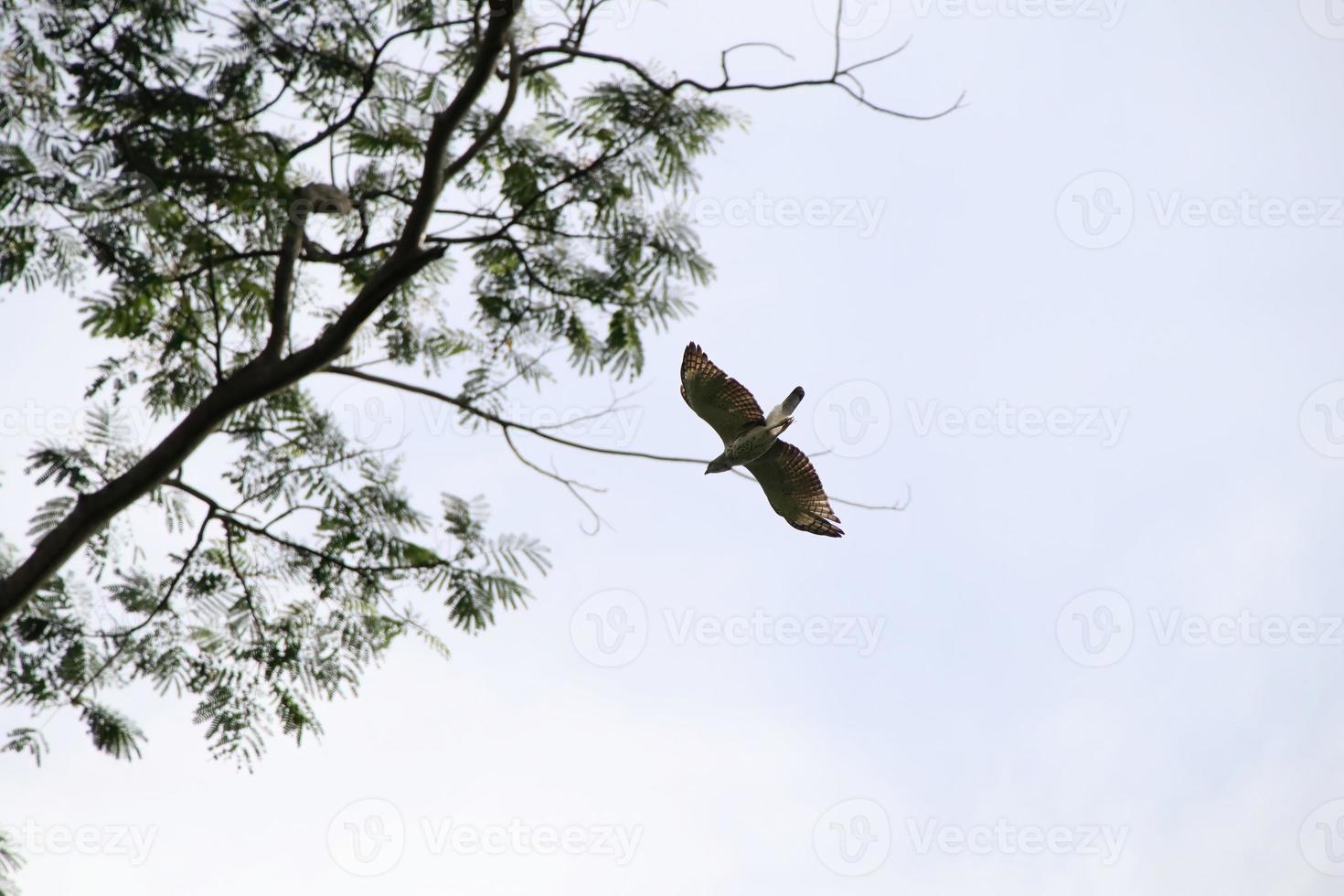 Changeable Hawk Eagle flying over the reserve photo