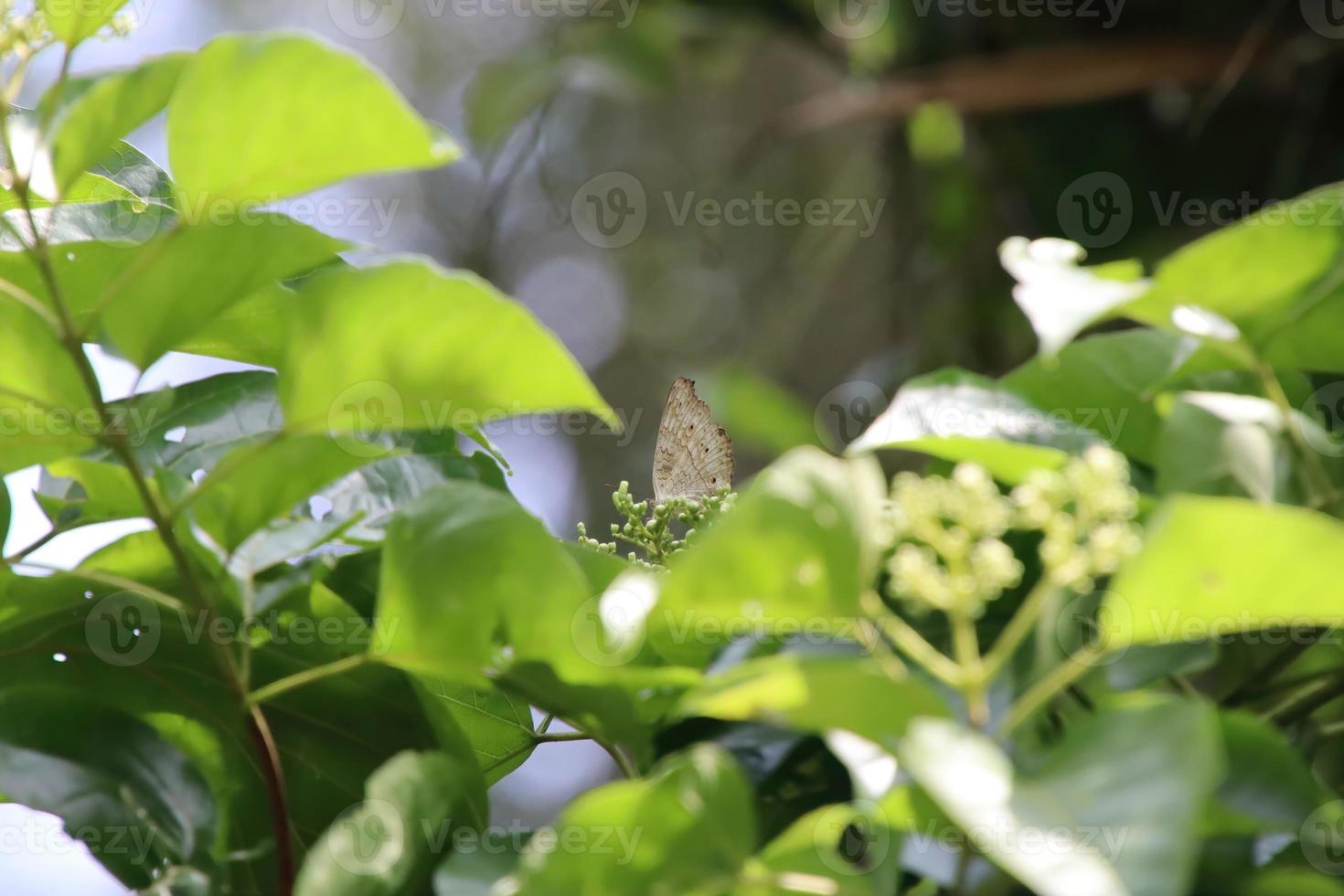 Small Tropical Butterfly on a leaf photo